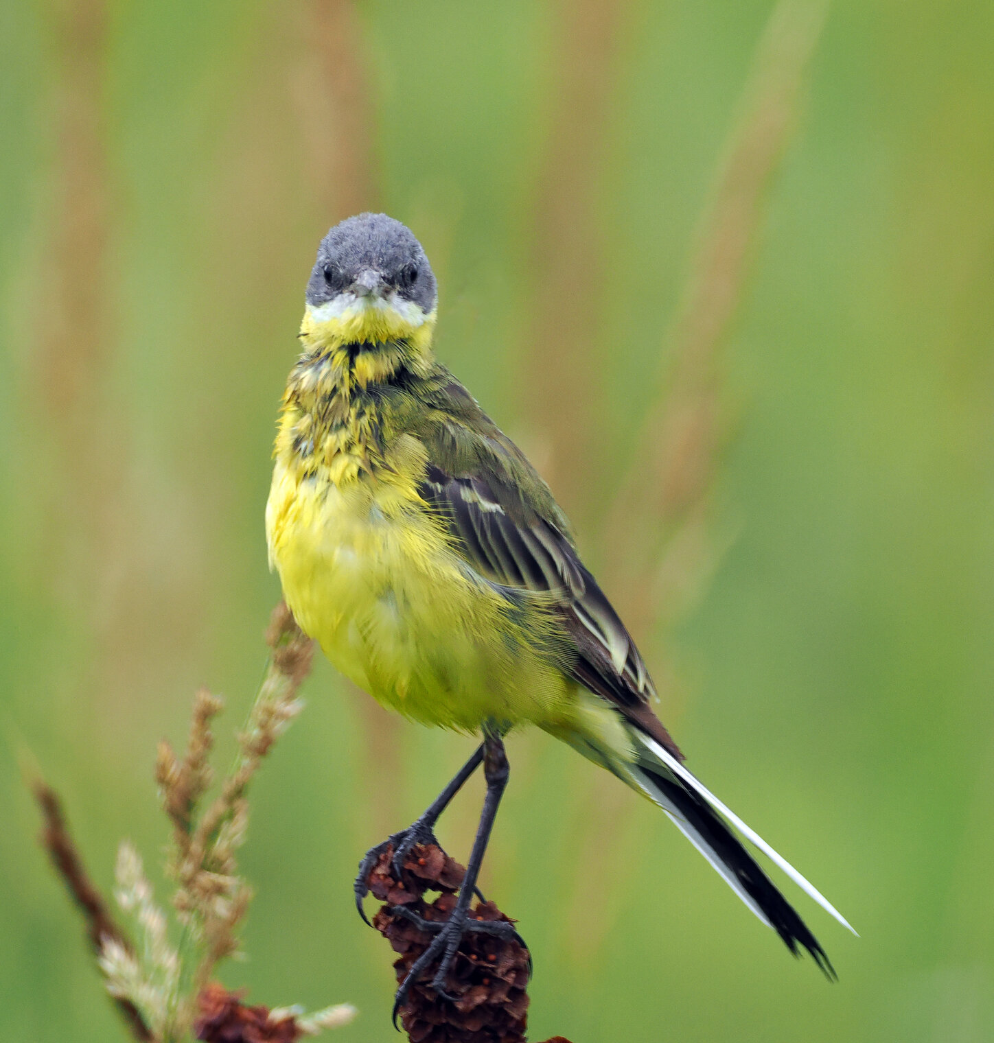 Жёлтая трясогузка.