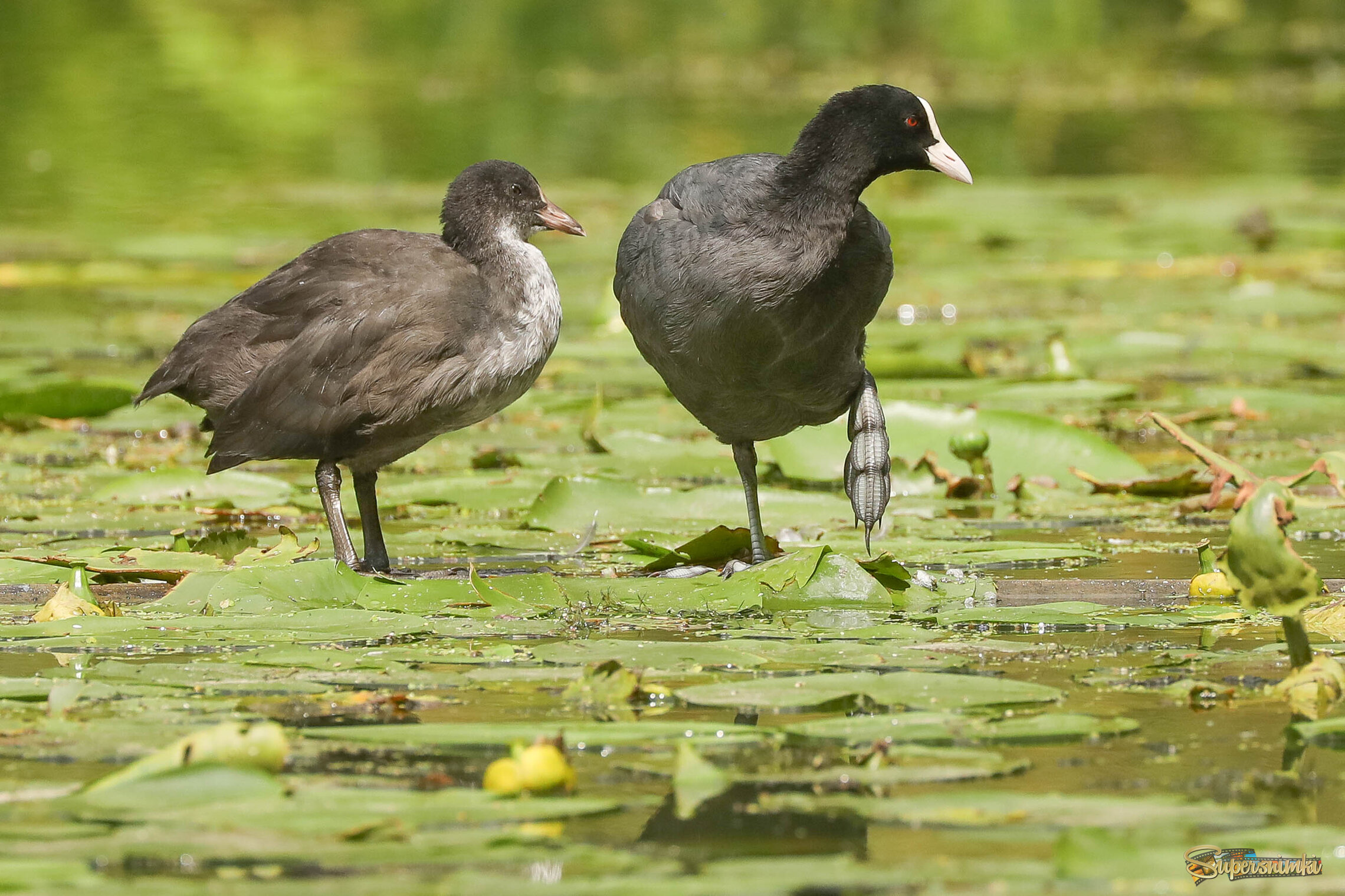 На отдыхе среди кувшинок