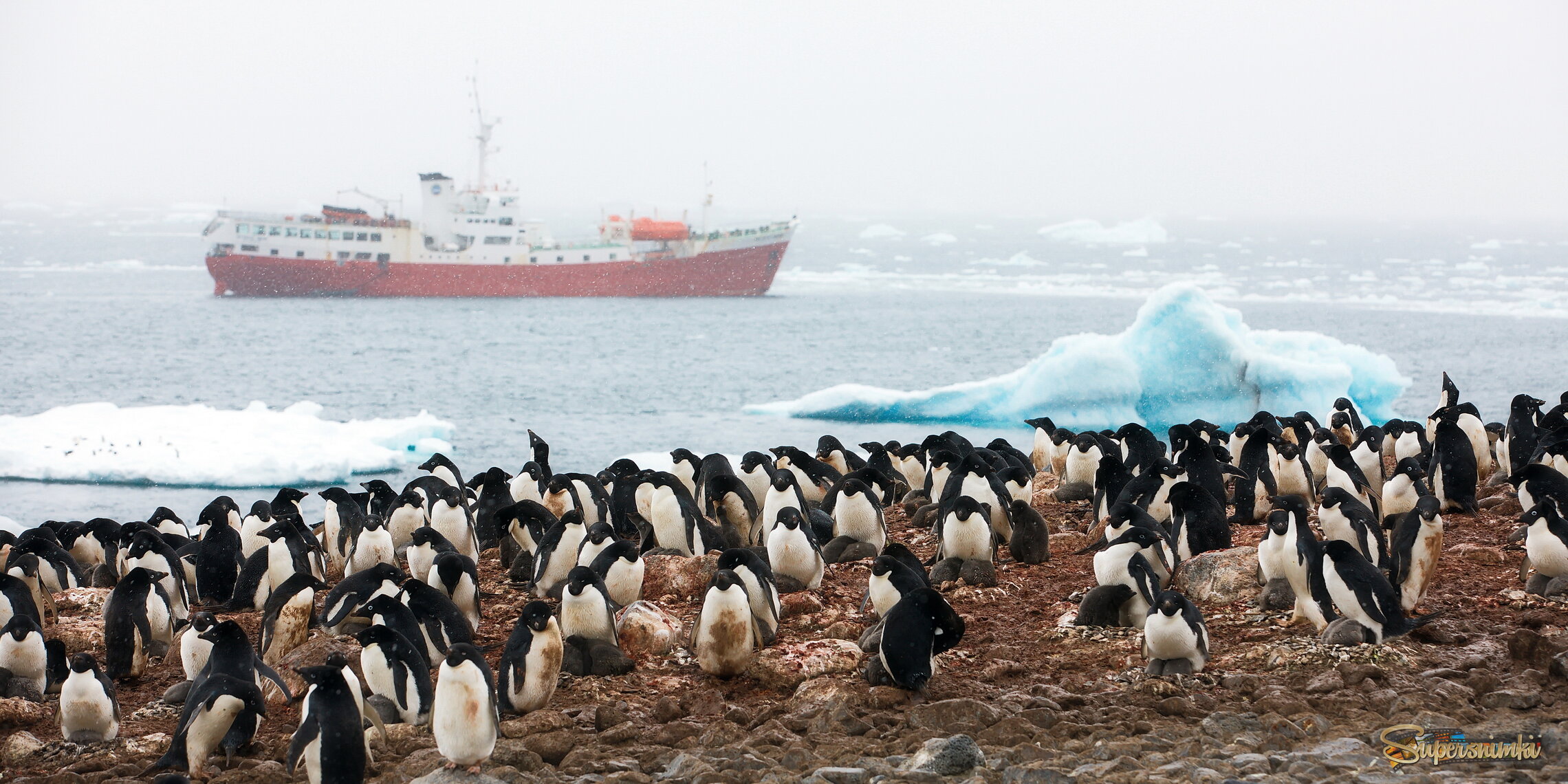 В гостях у пингвинов