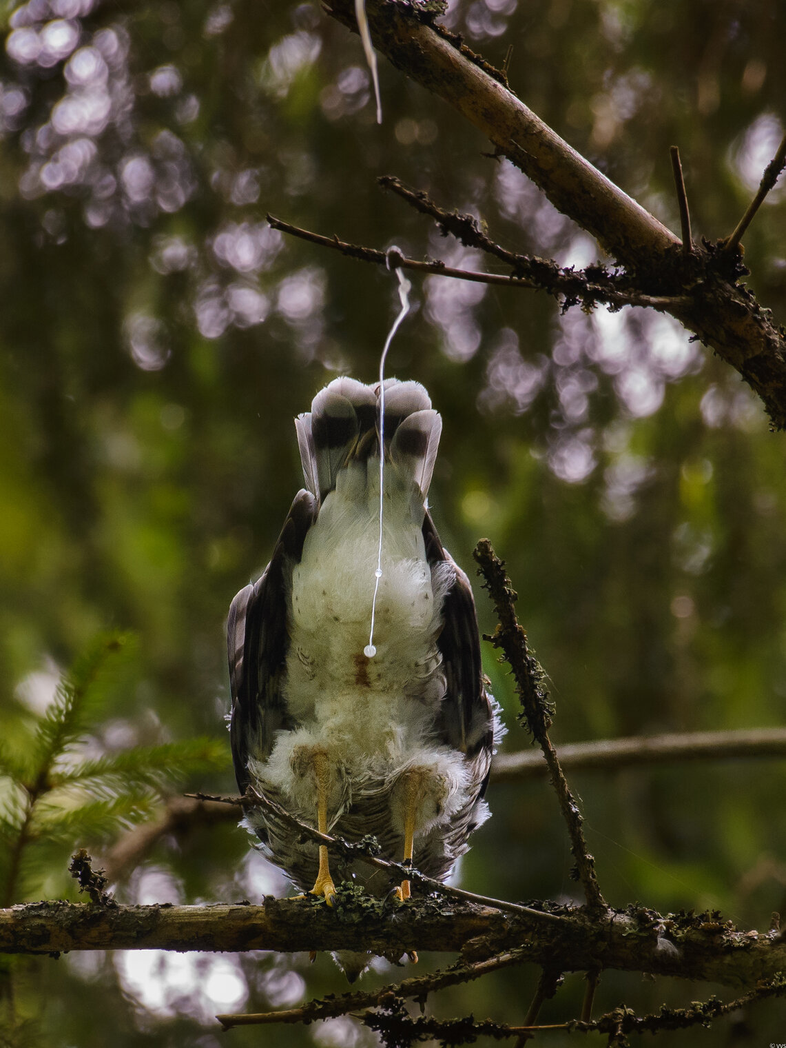 Опасности фотоохоты