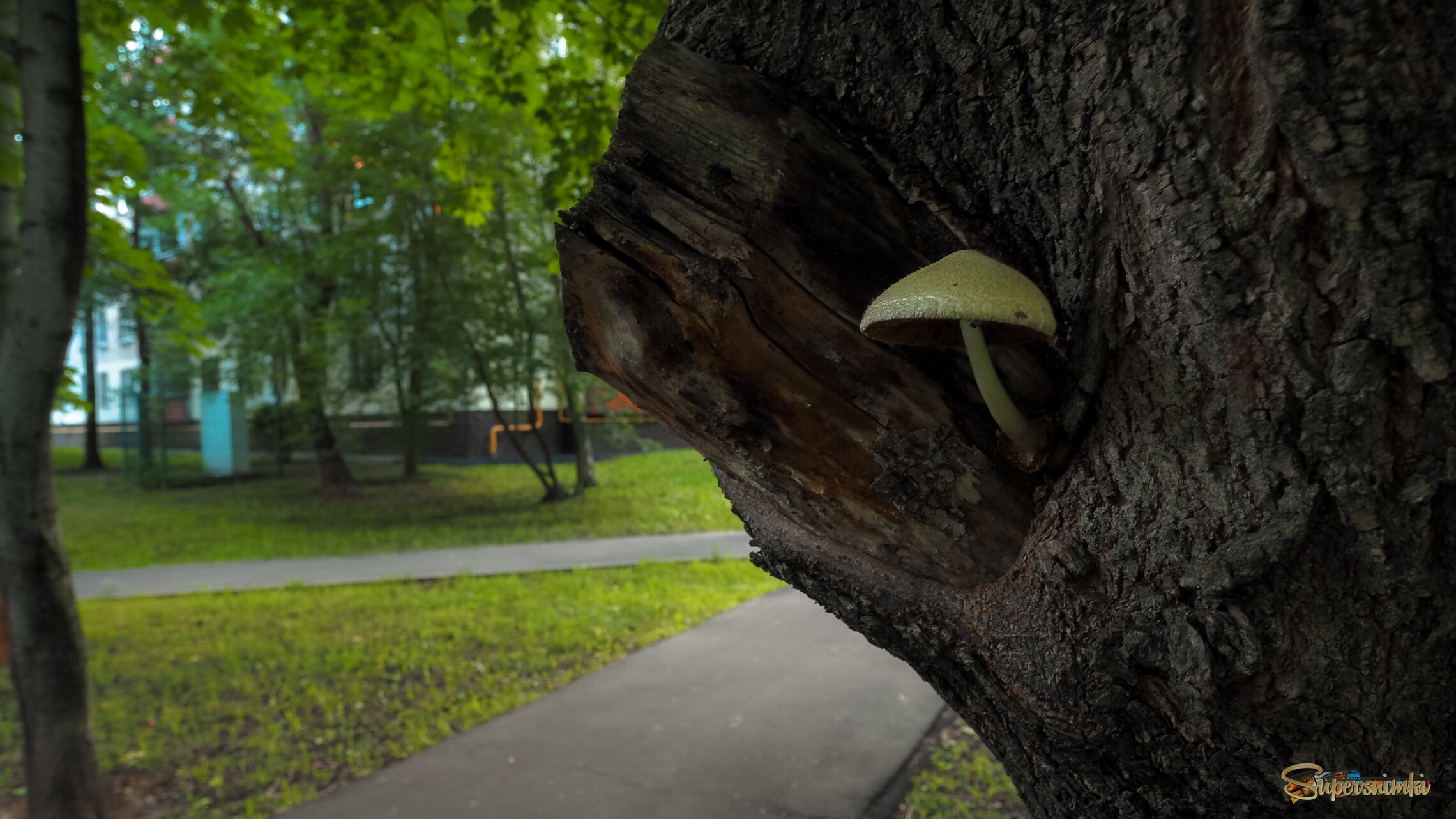 Природа в Городе