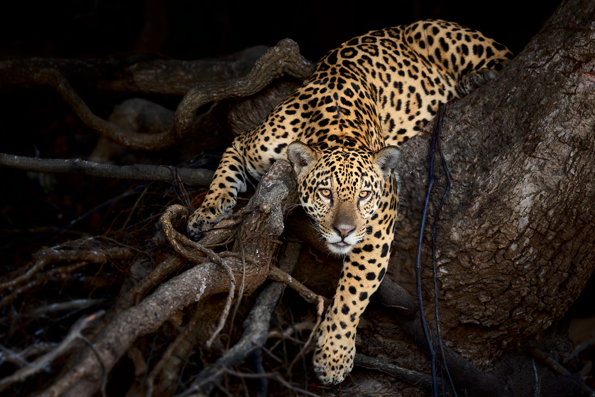 Эти глаза напротив 