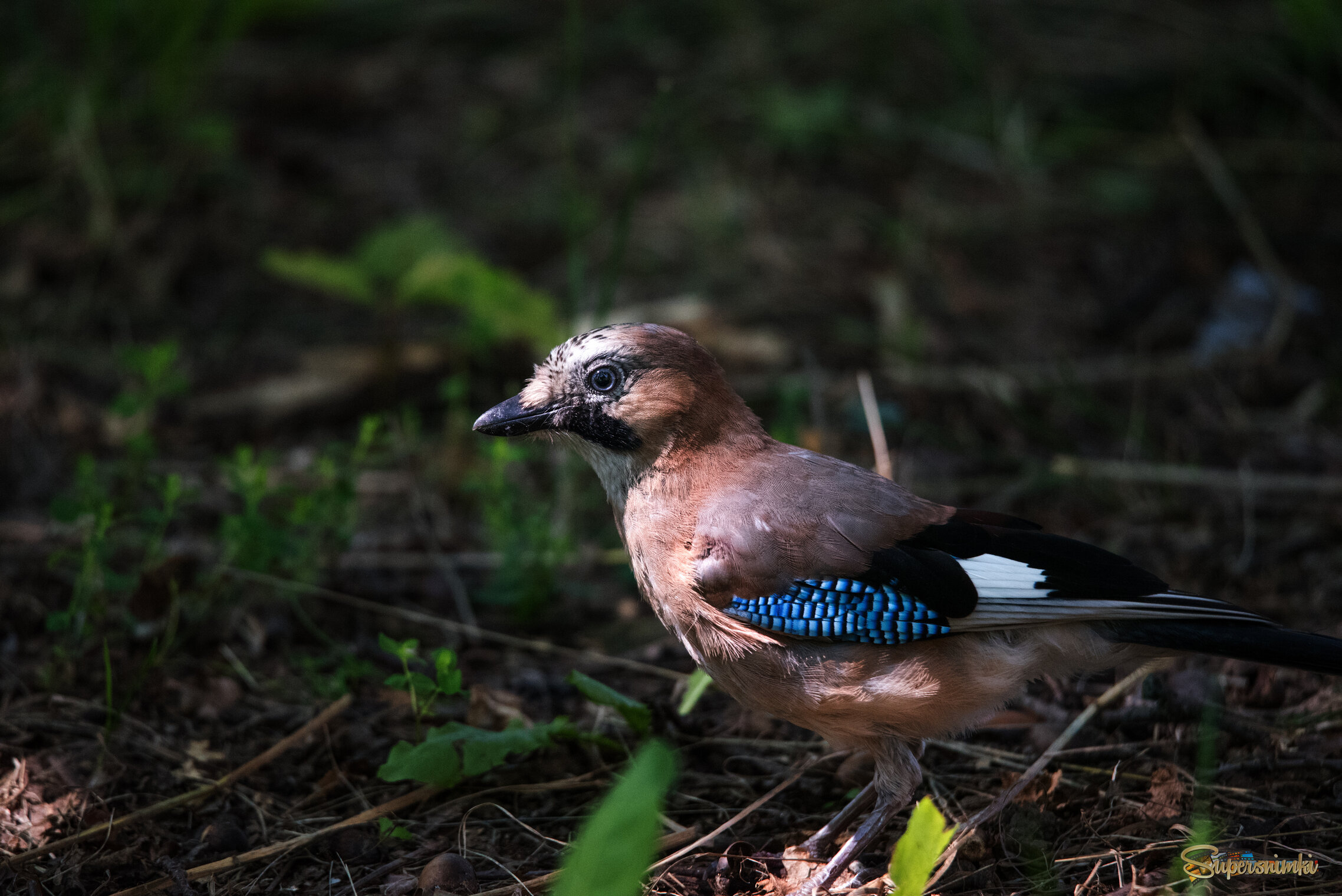 Молодая сойка.