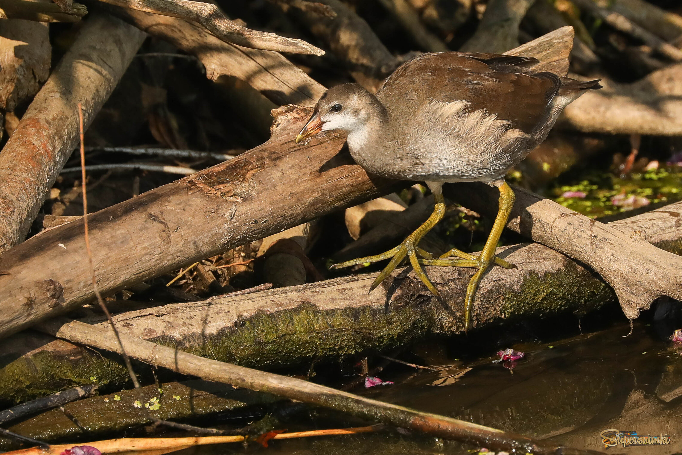 Похождения юной курочки