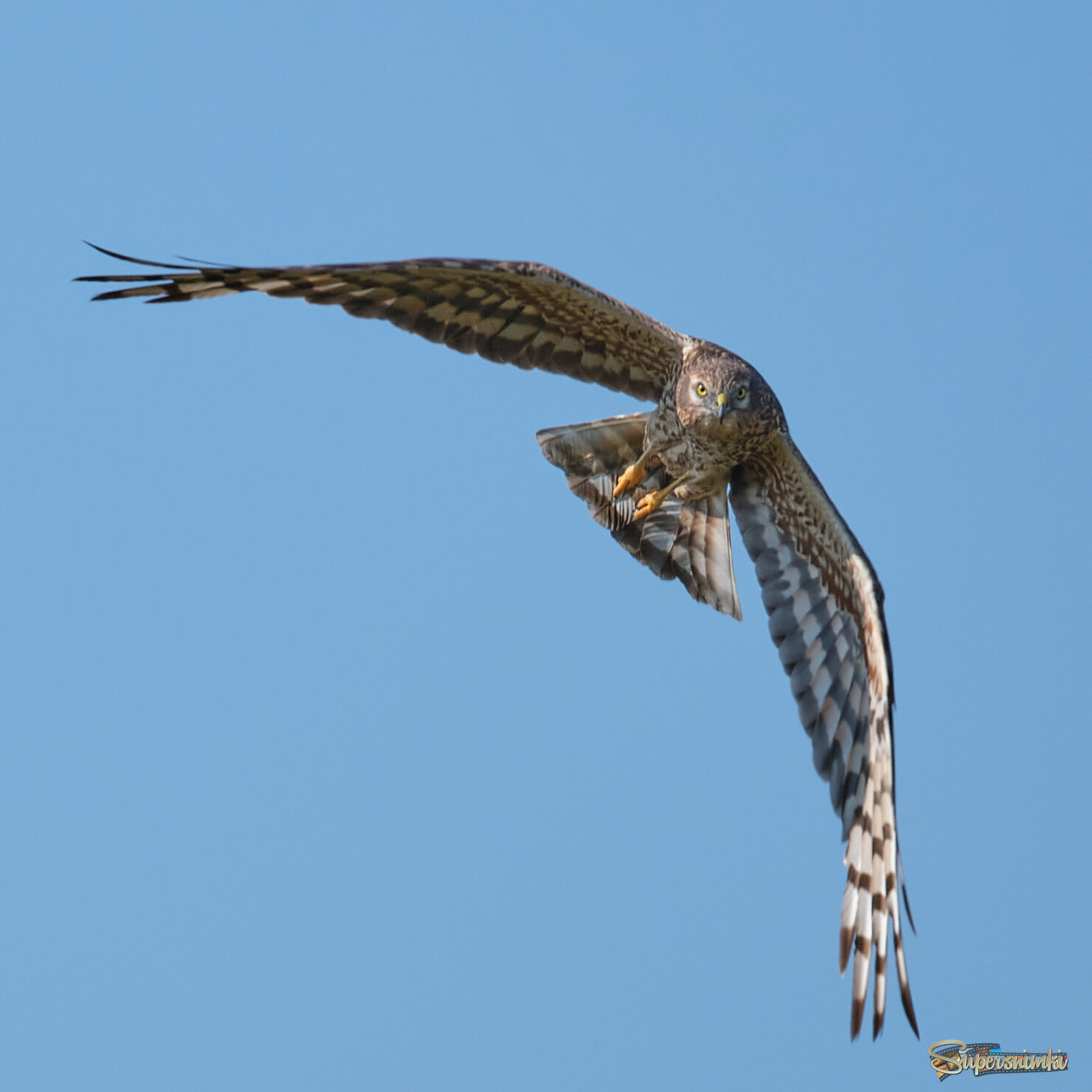 Полевой лунь 