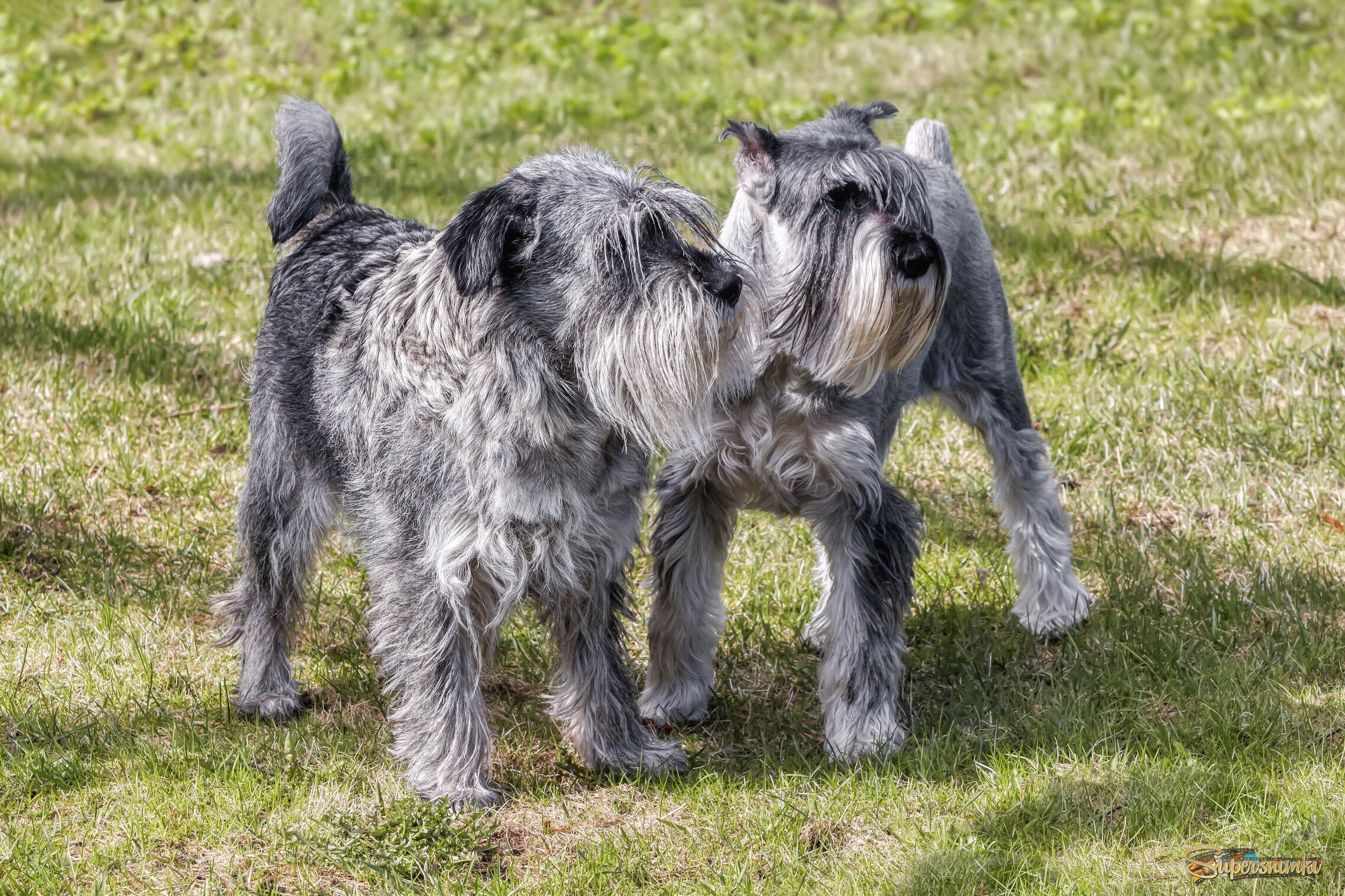 Про шнауцеров