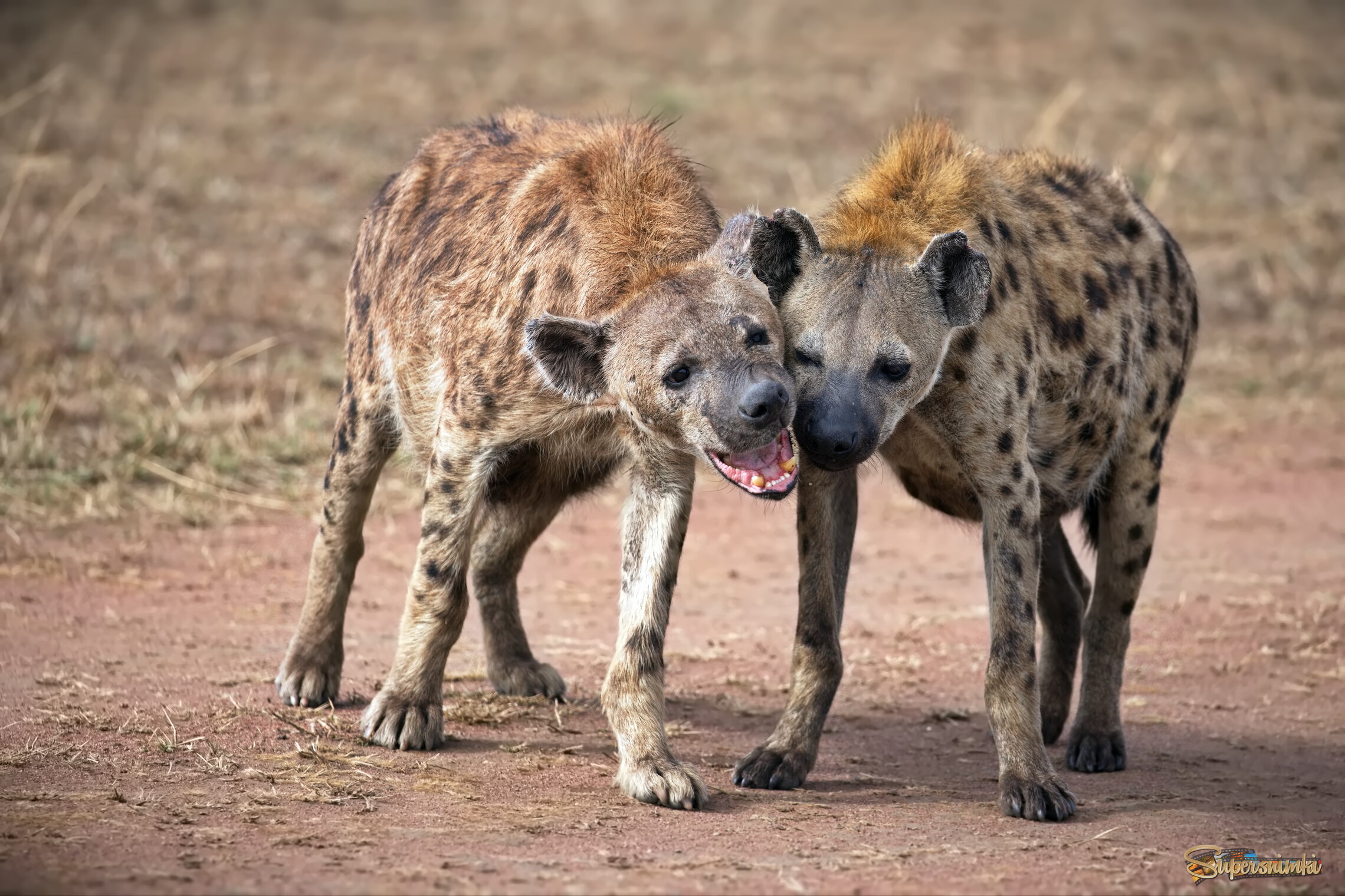 Душа в душу