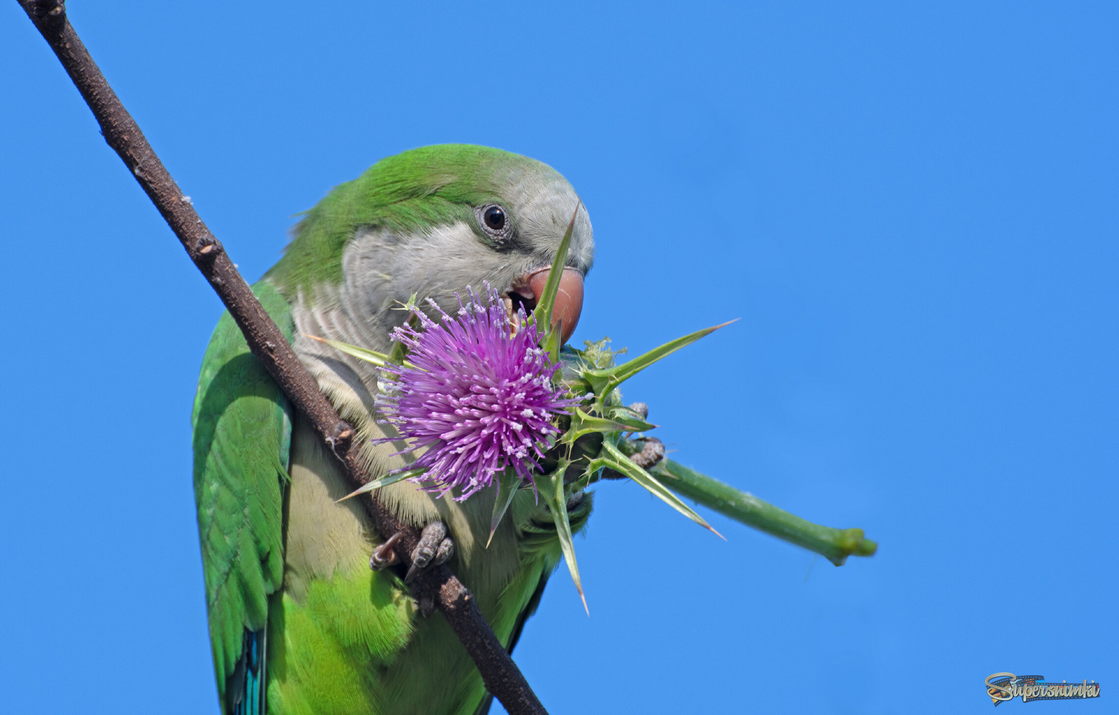 *Завтрак вольного попугая в марте 2025