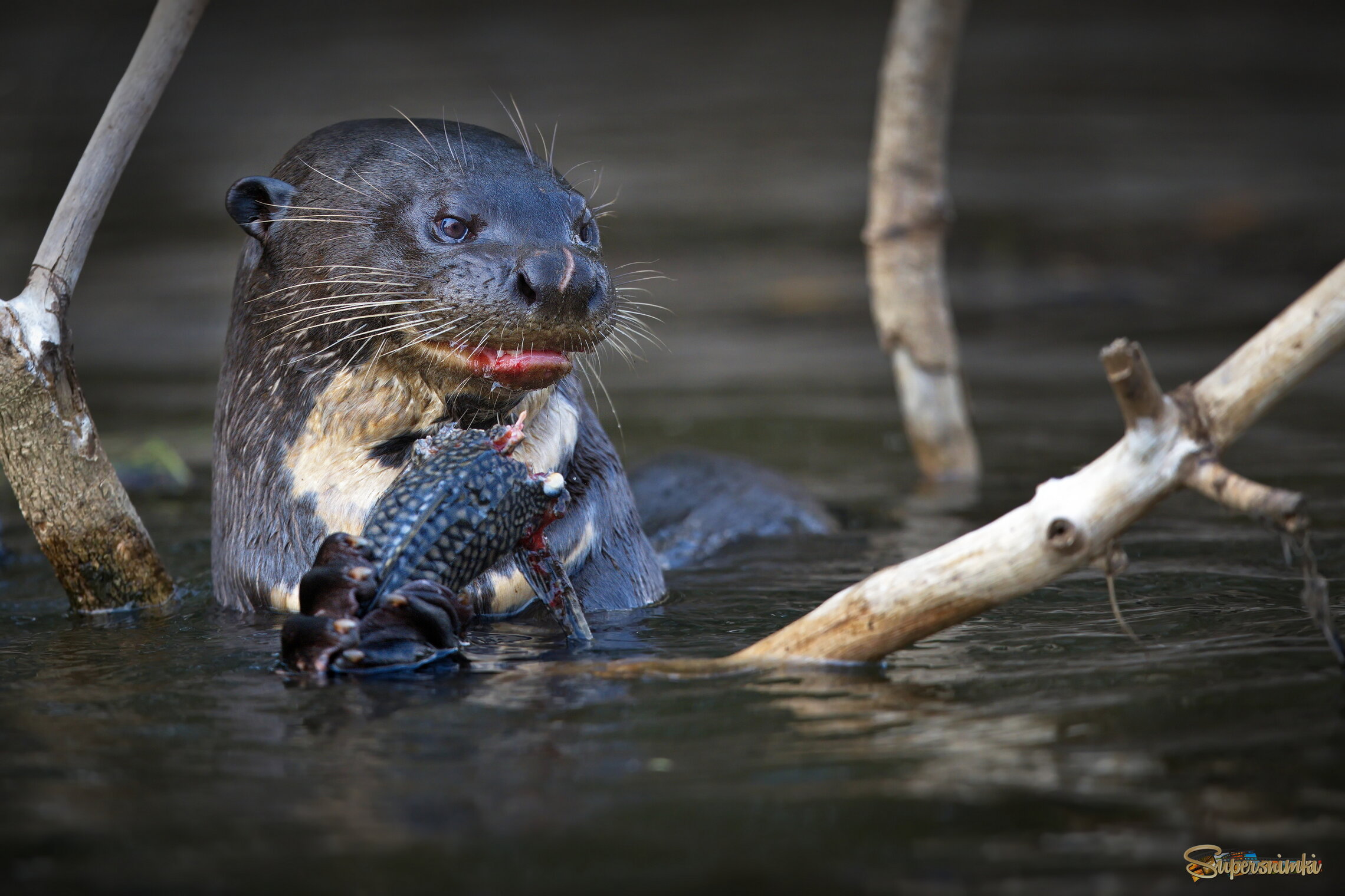 Бразильская шаурма