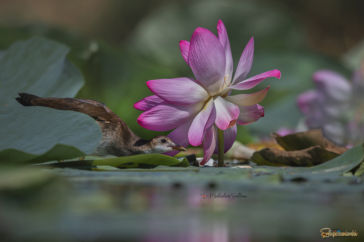 В поисках вкусняшки.