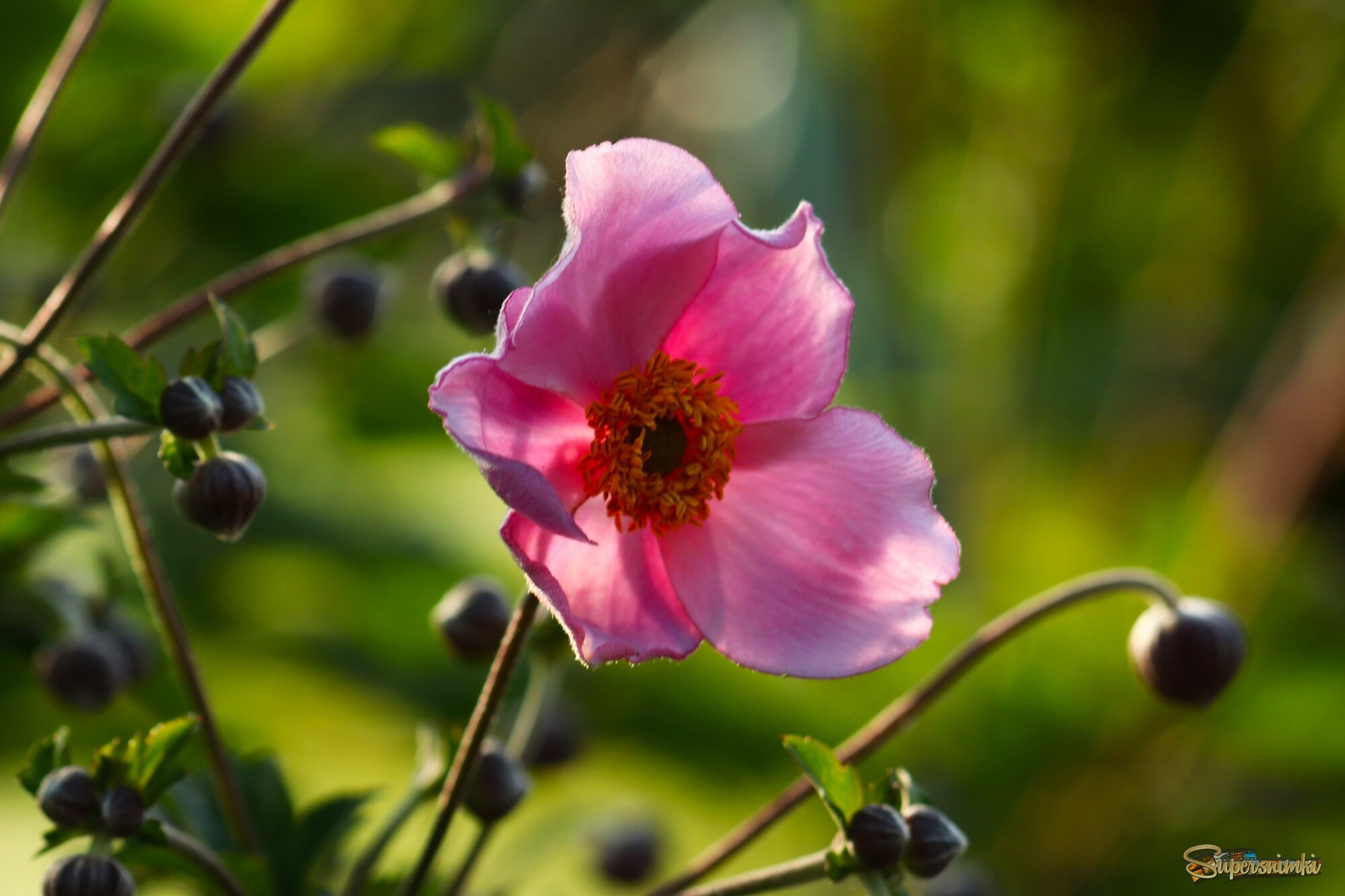 Доброе утро