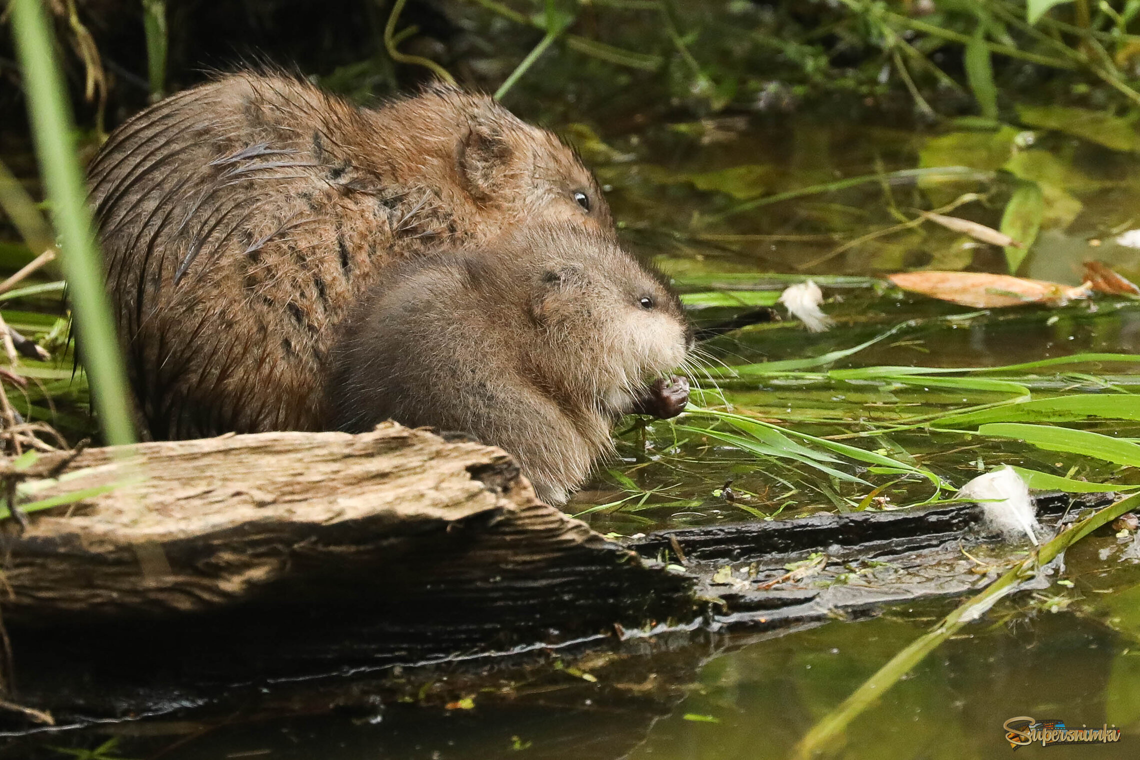 Малыш и мама