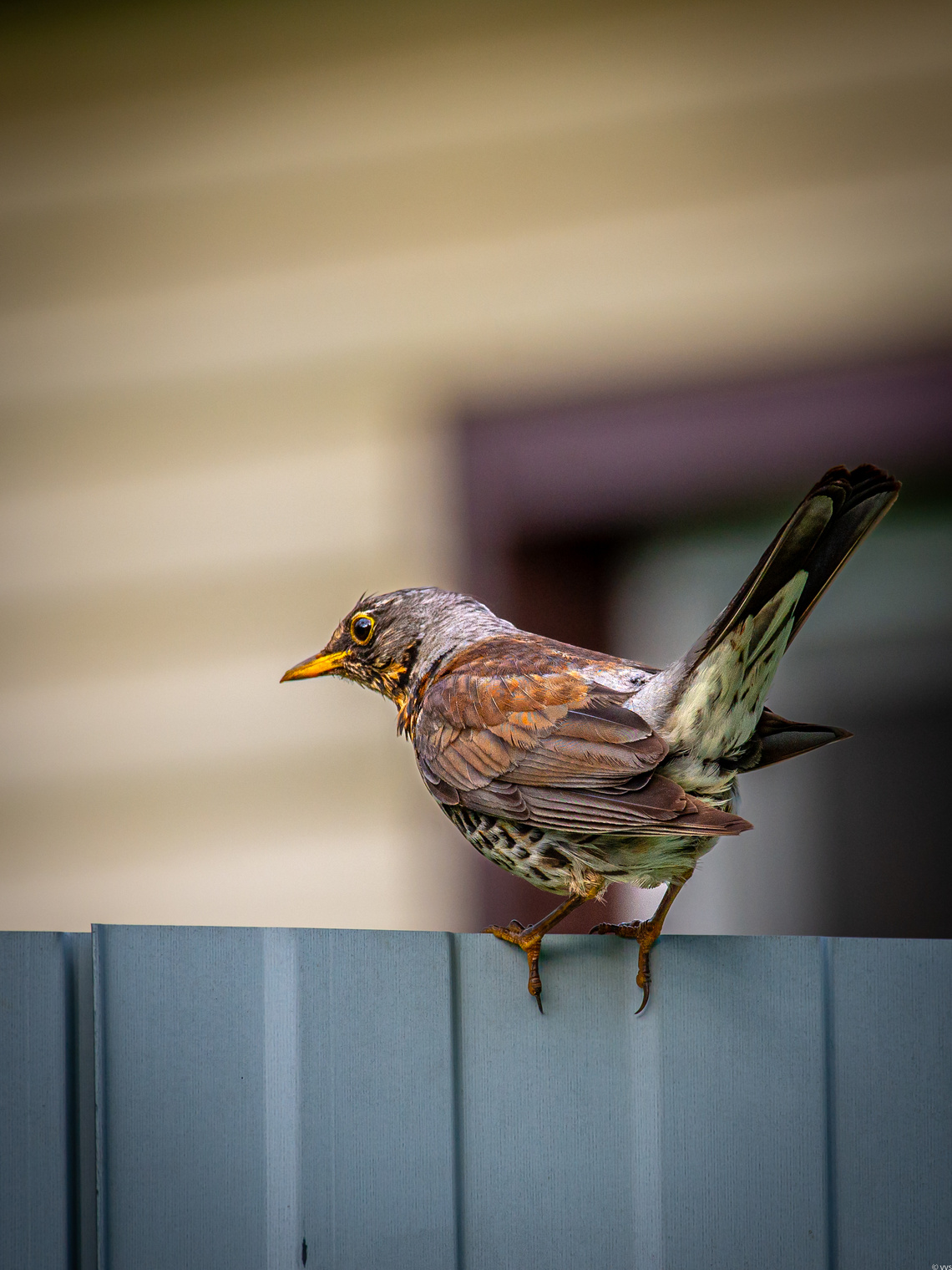 " Ну где тут ваши ягодки ? "