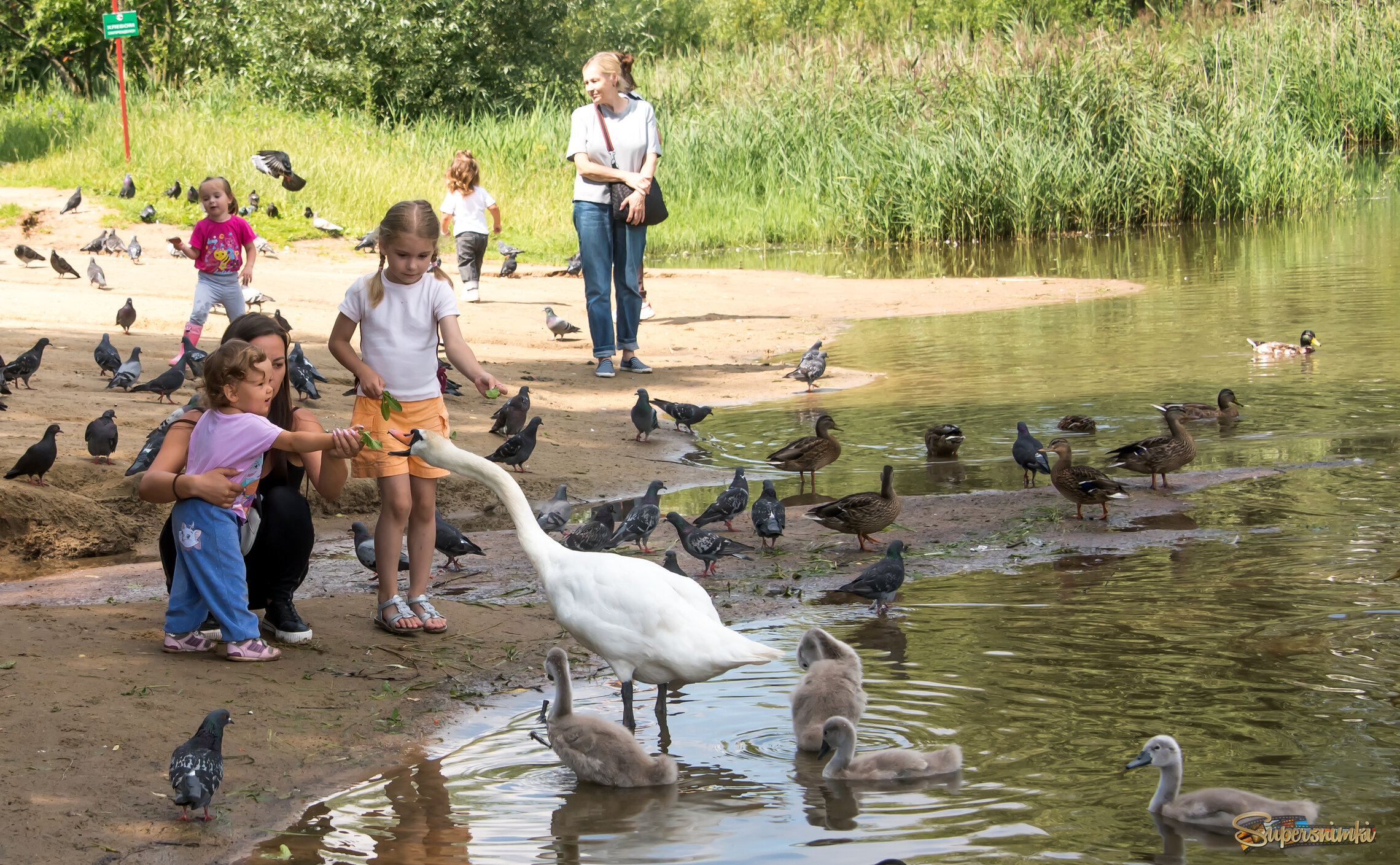 Как подружиться с лебедем.