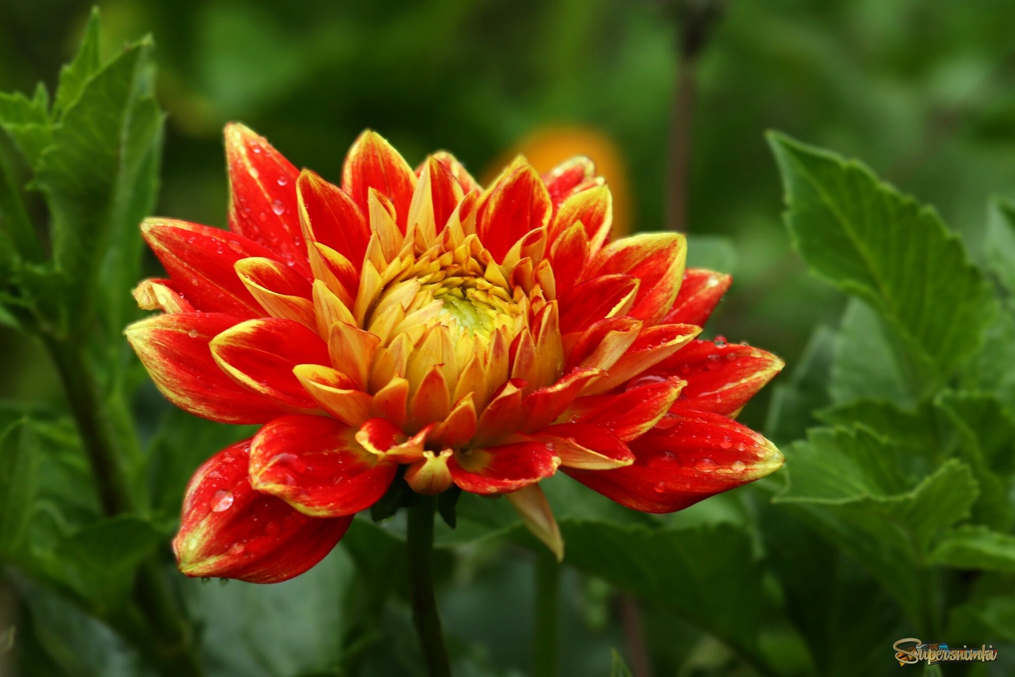 Утро георгина