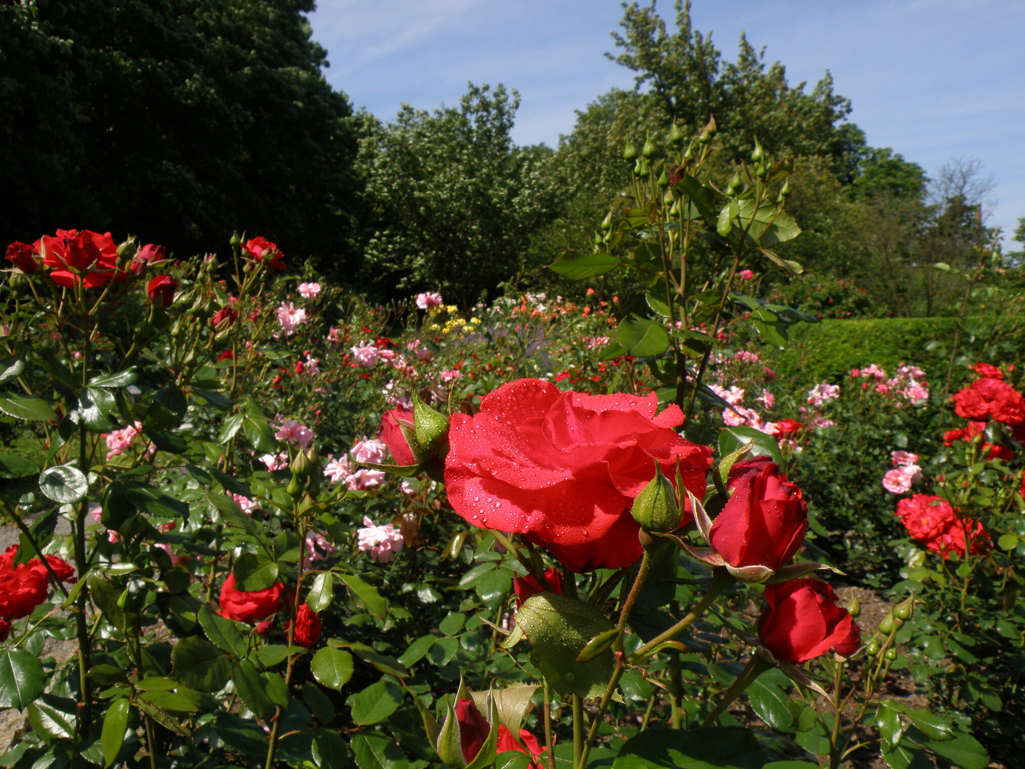 Сад роз.
