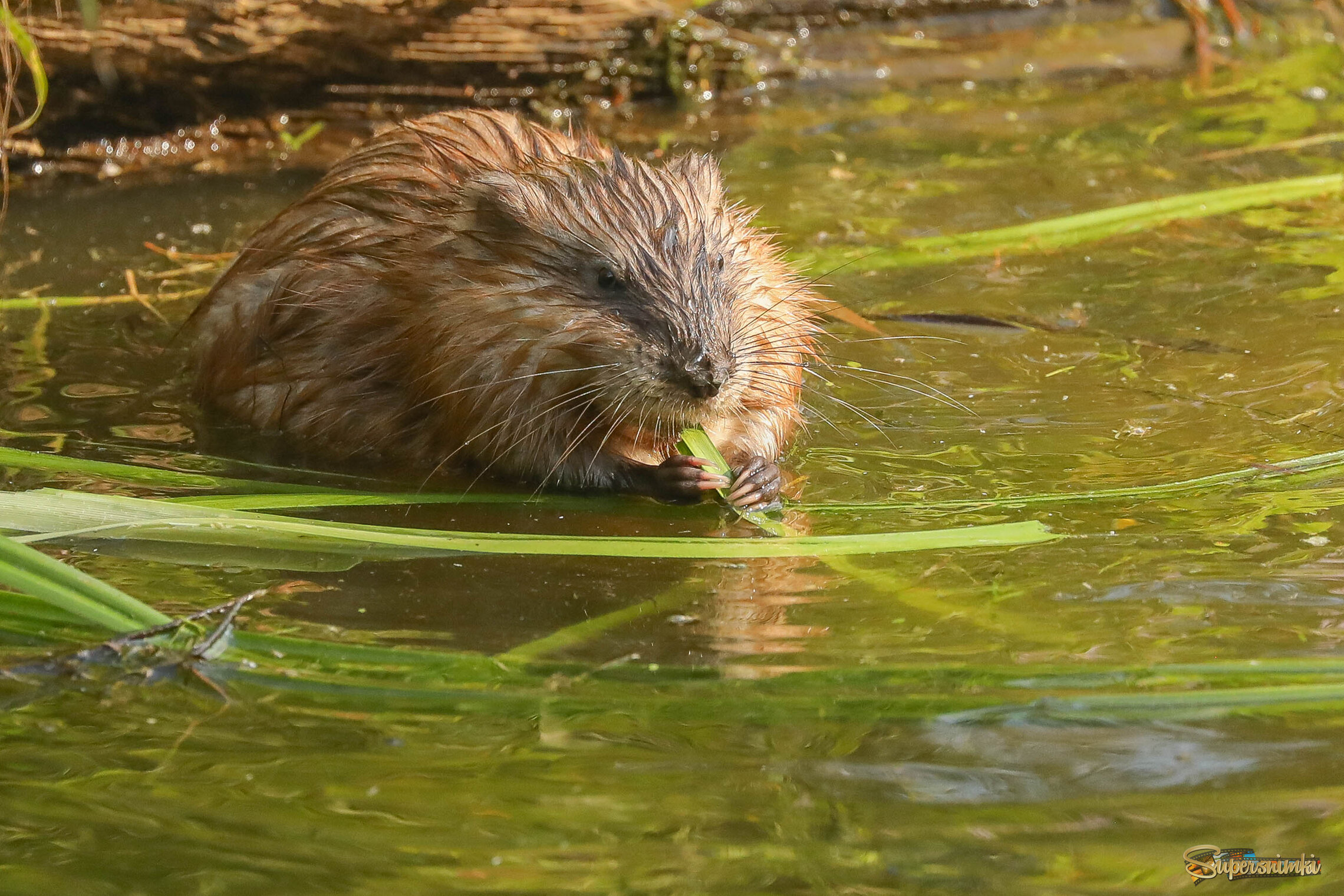 Глава семейства за обедом