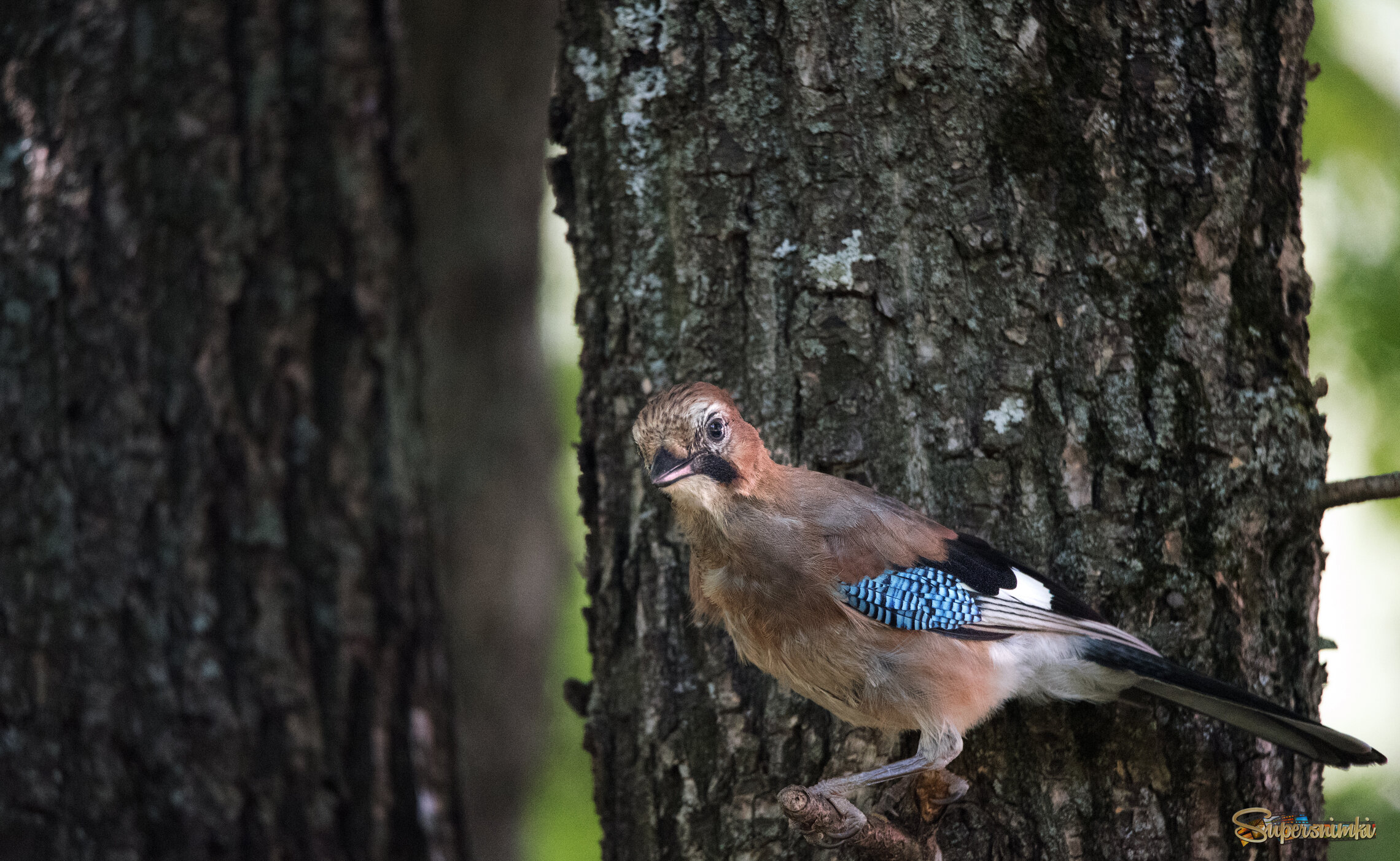 Молодая сойка.