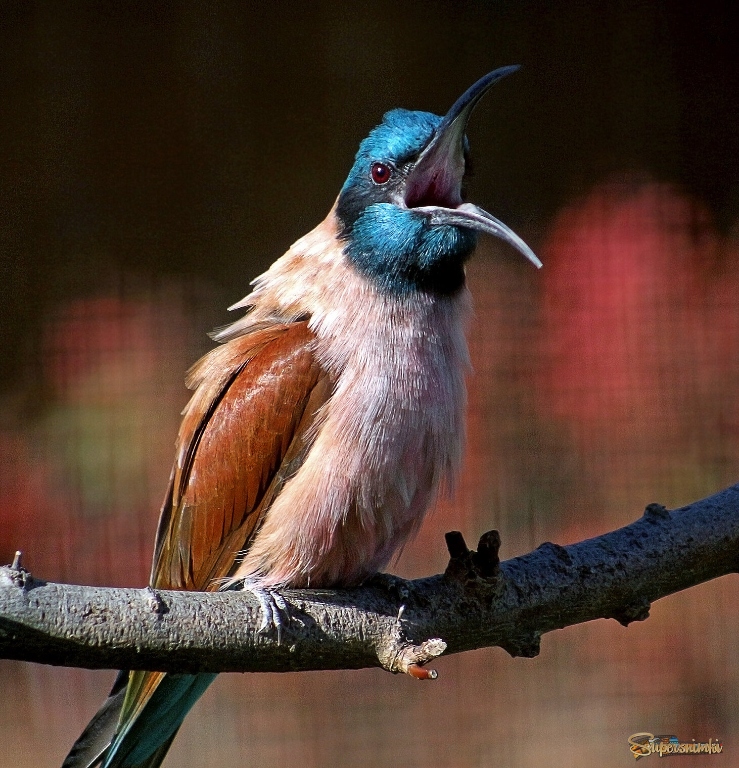 Нубийская щурка