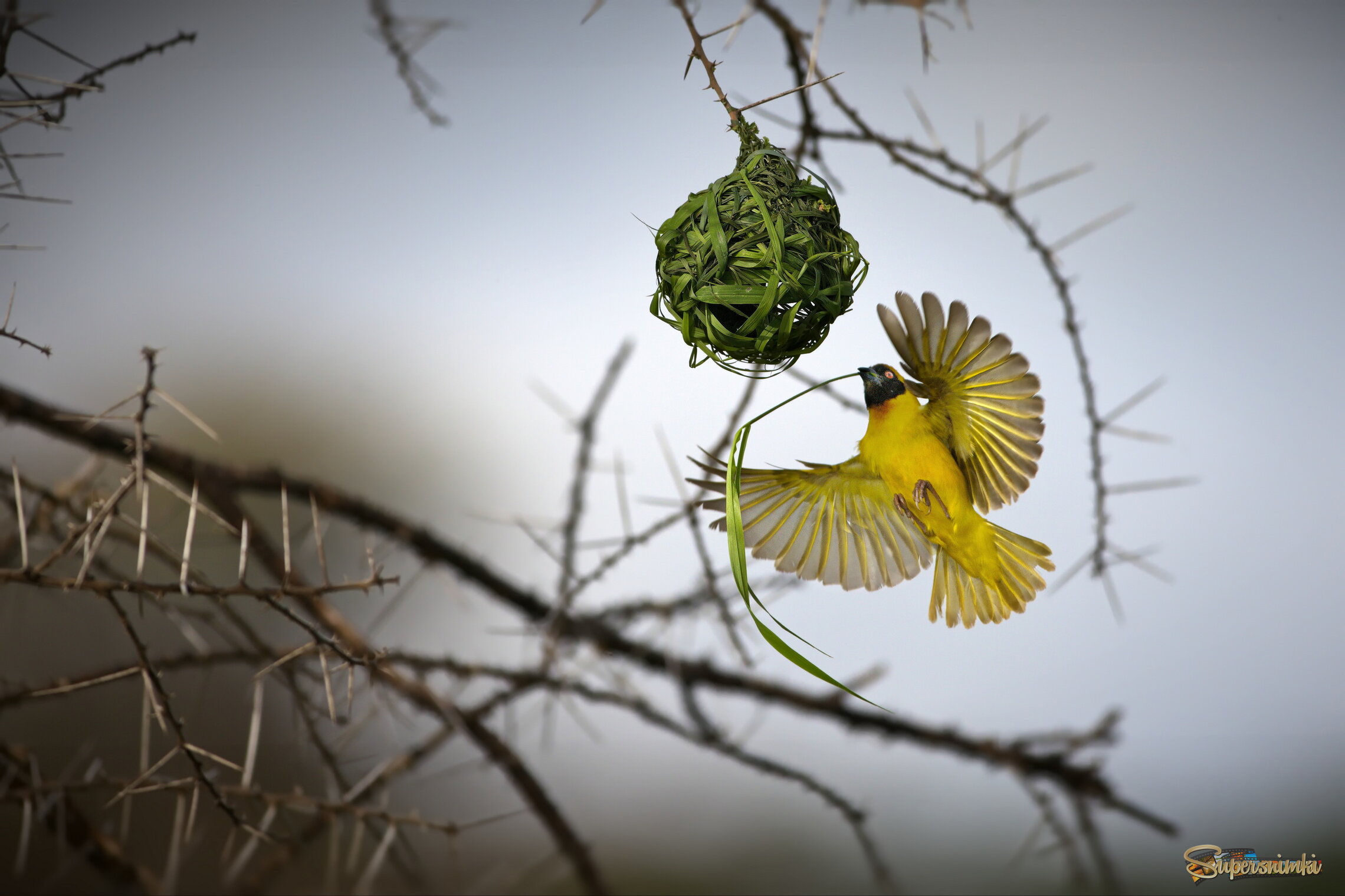 Родное гнездо