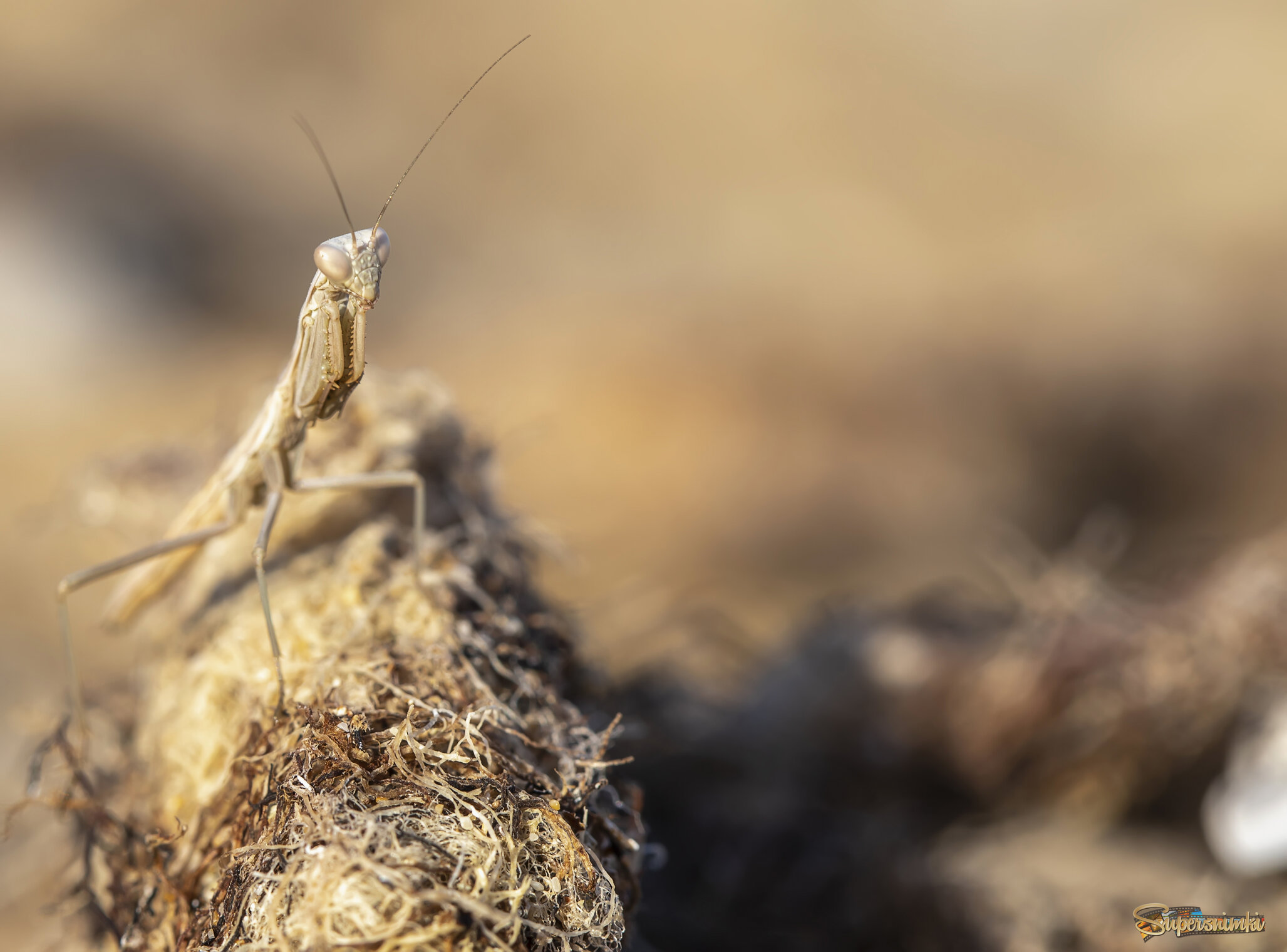 Не  виноватая я, он сам пришел...)