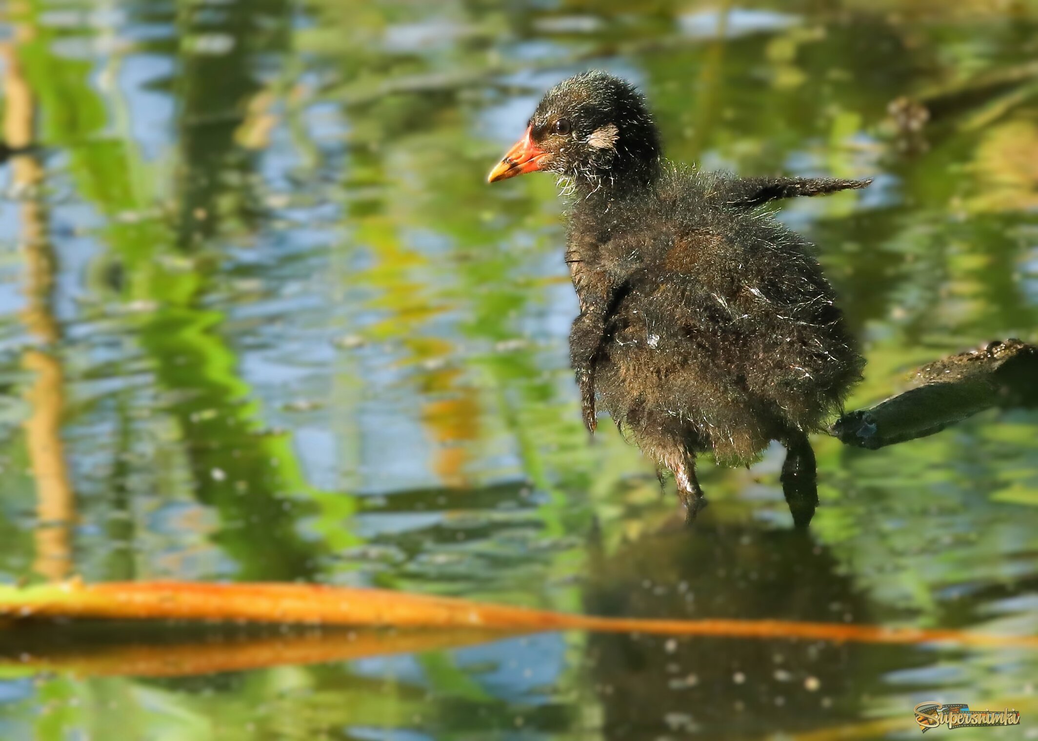 А у меня тоже есть крылья!