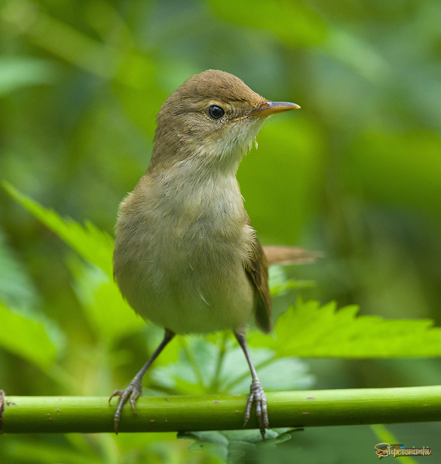 В полный рост