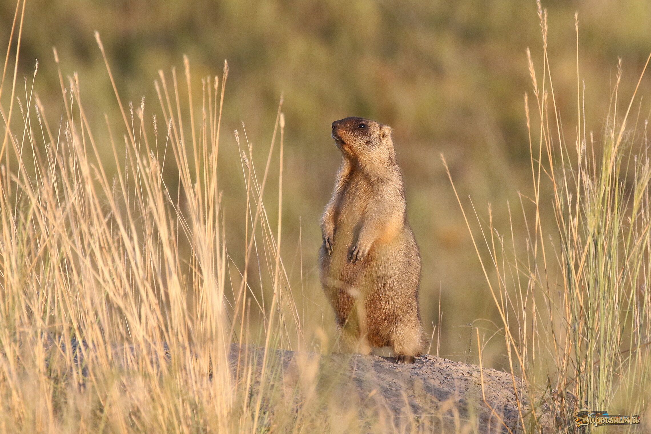 Всегда начеку....