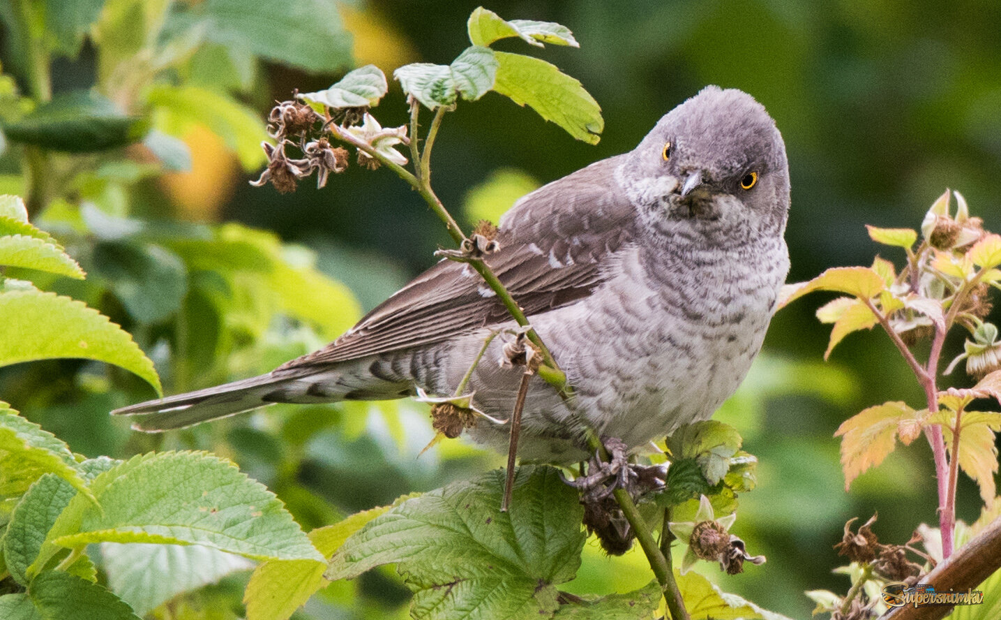 Ястребиная славка.