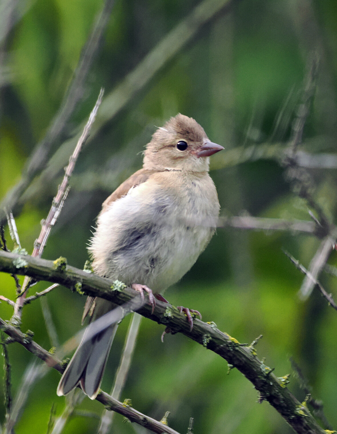 Молодой зяблик.
