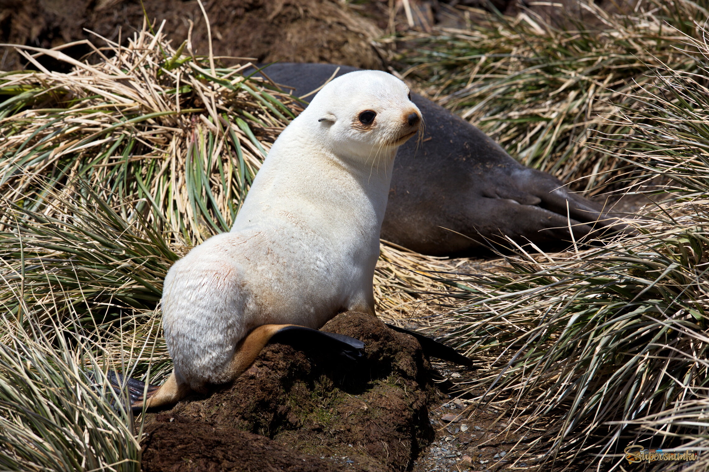 Белый, как снег