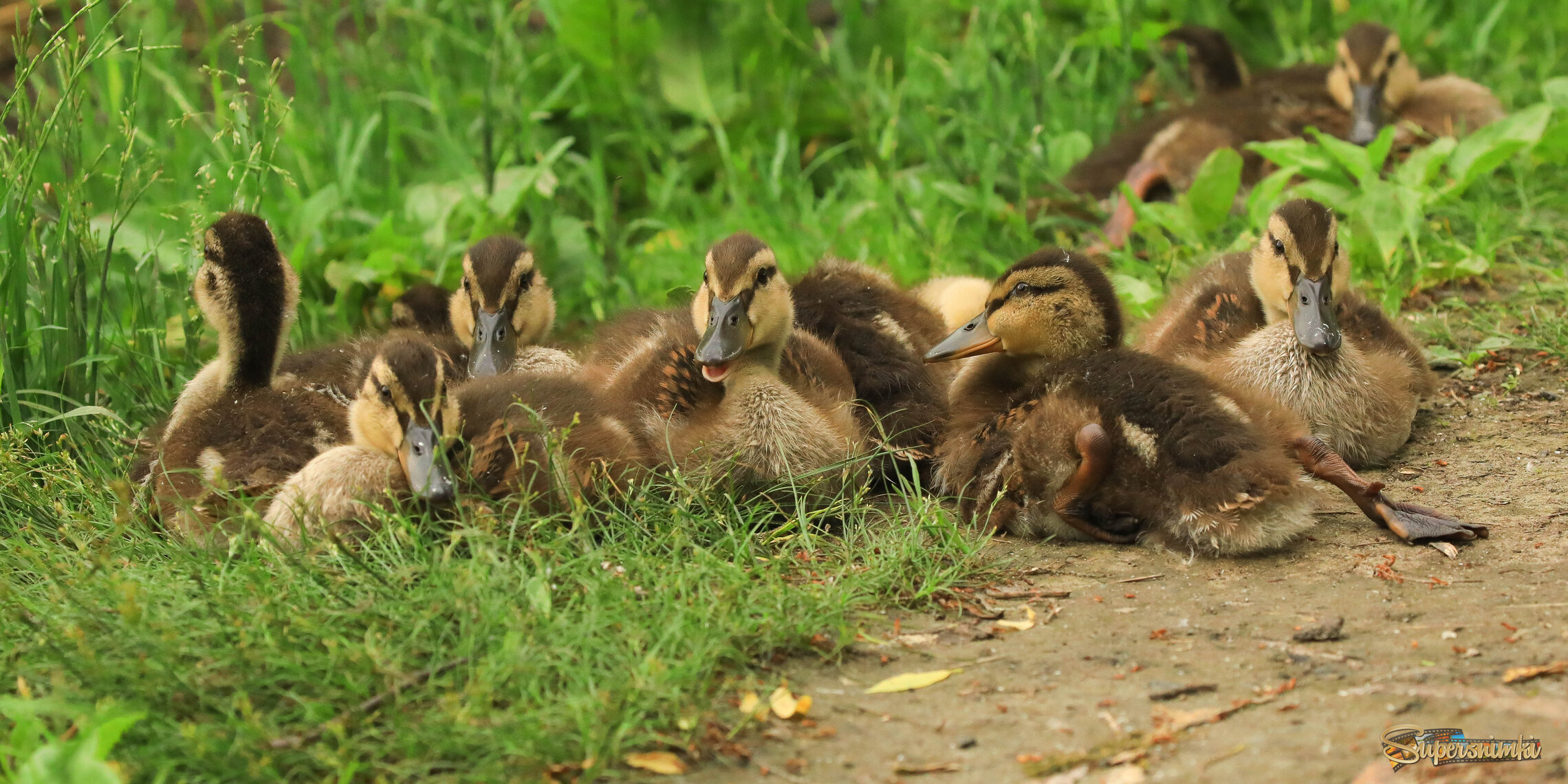 Юные кряквы на отдыхе