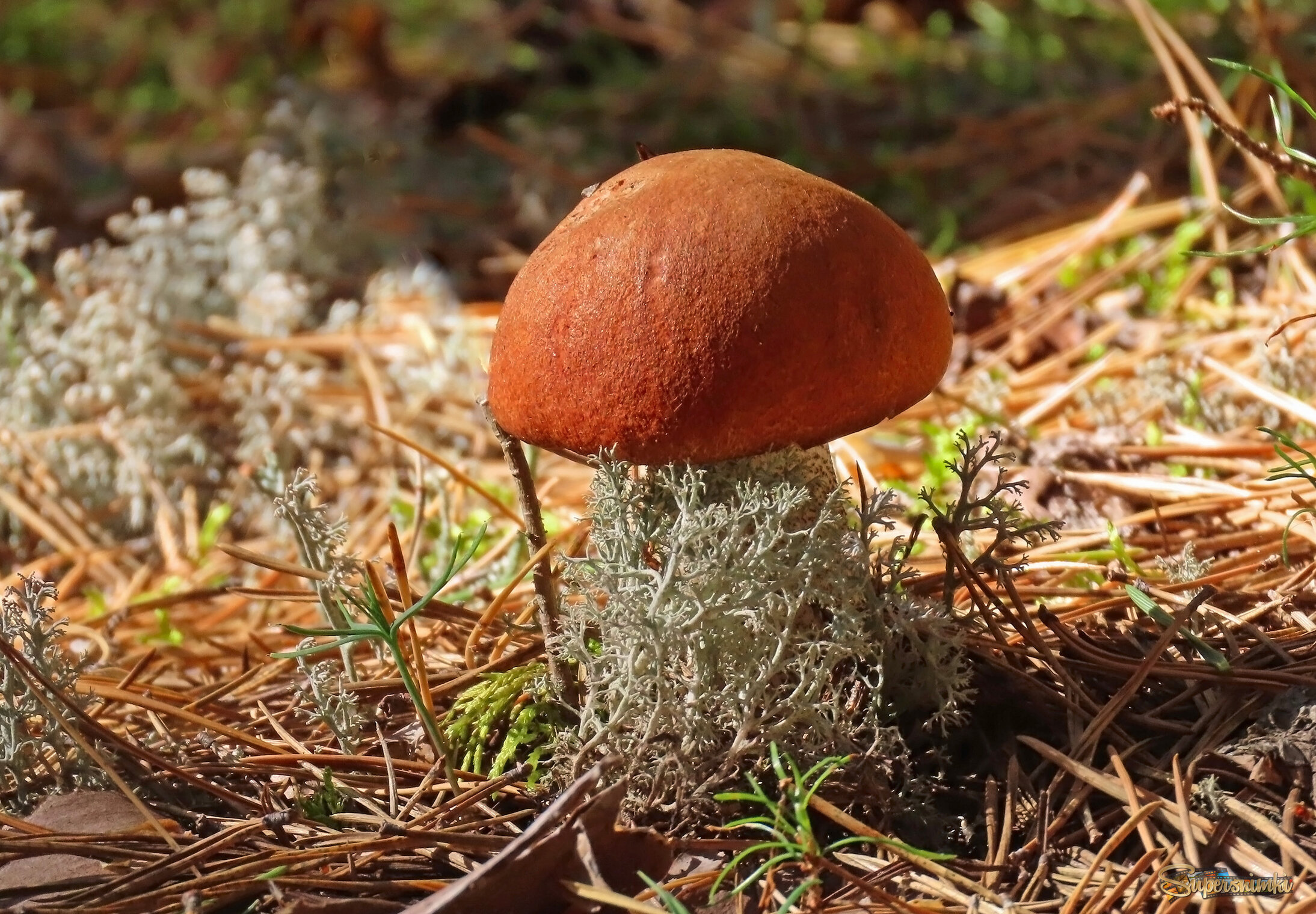 Грибная пора