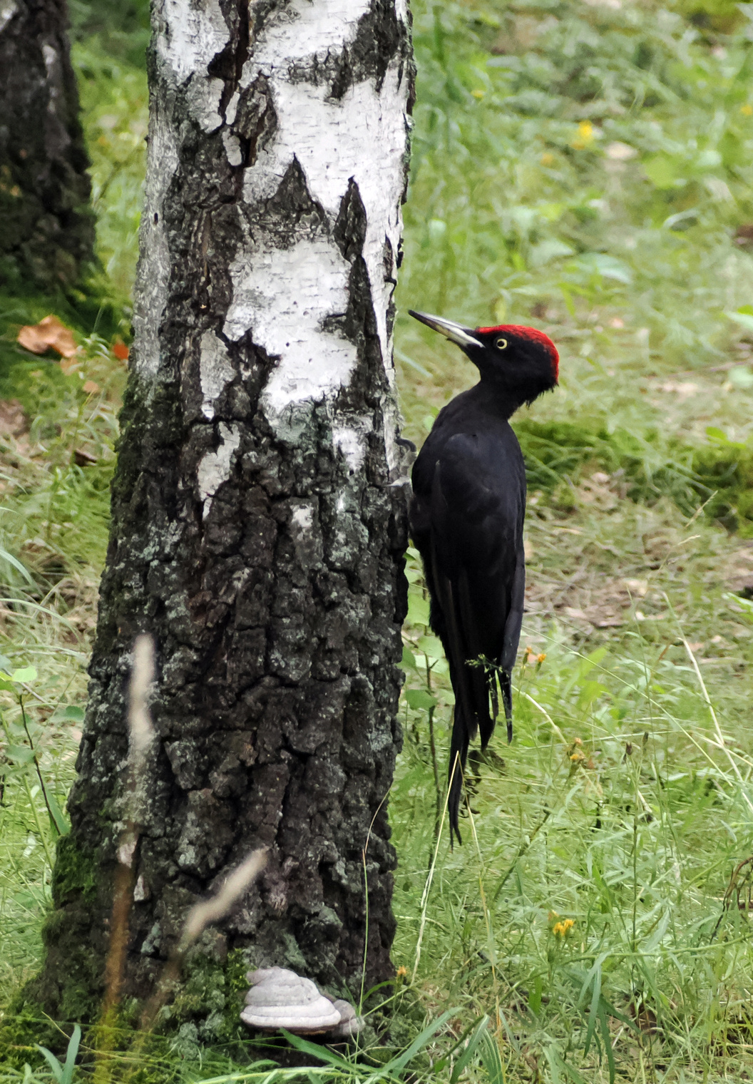 Чёрный дятел (желна).