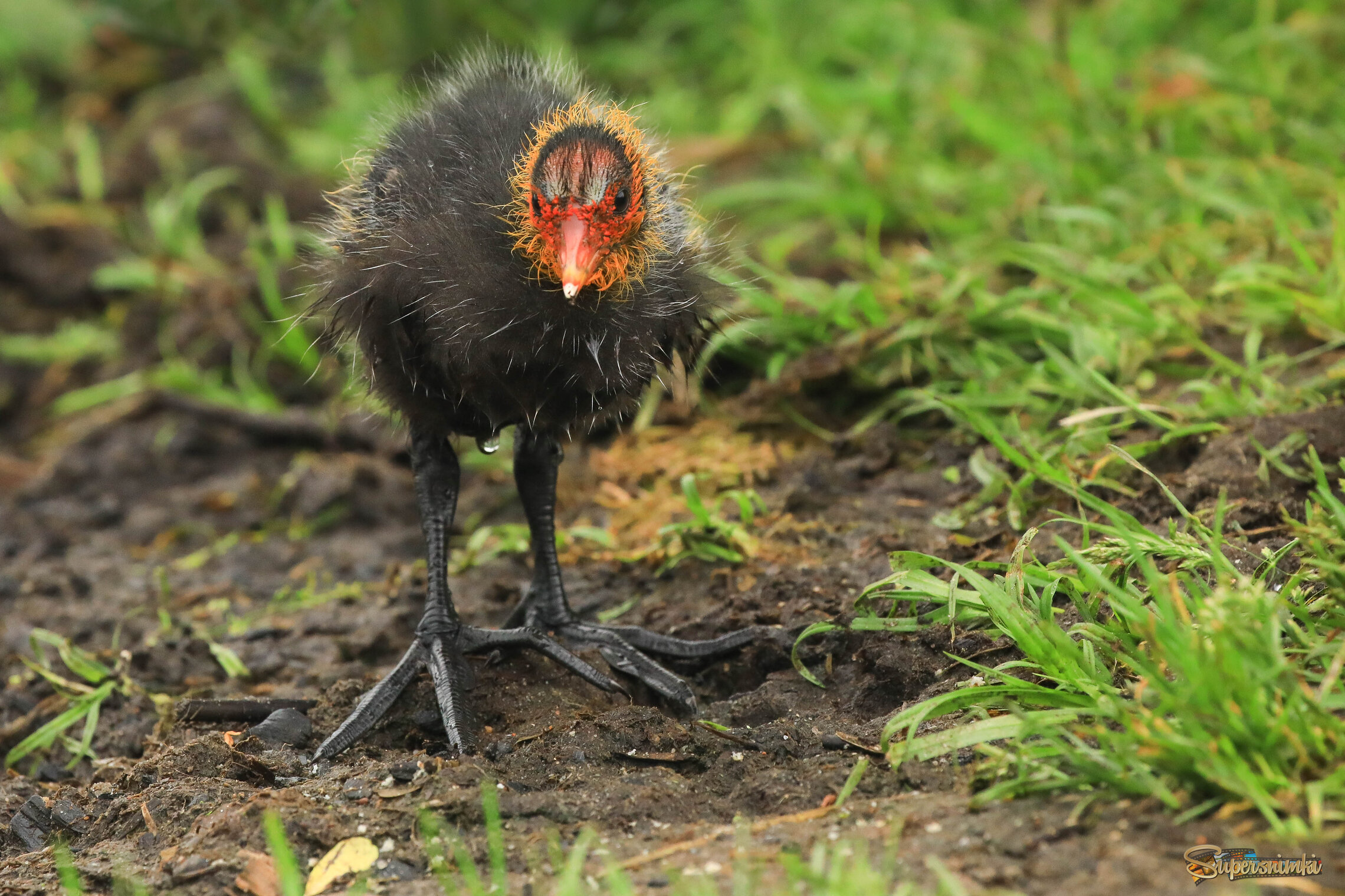 Вышел погулять