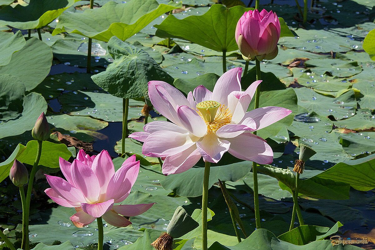 Чудо Приморья-лотос Комарова.