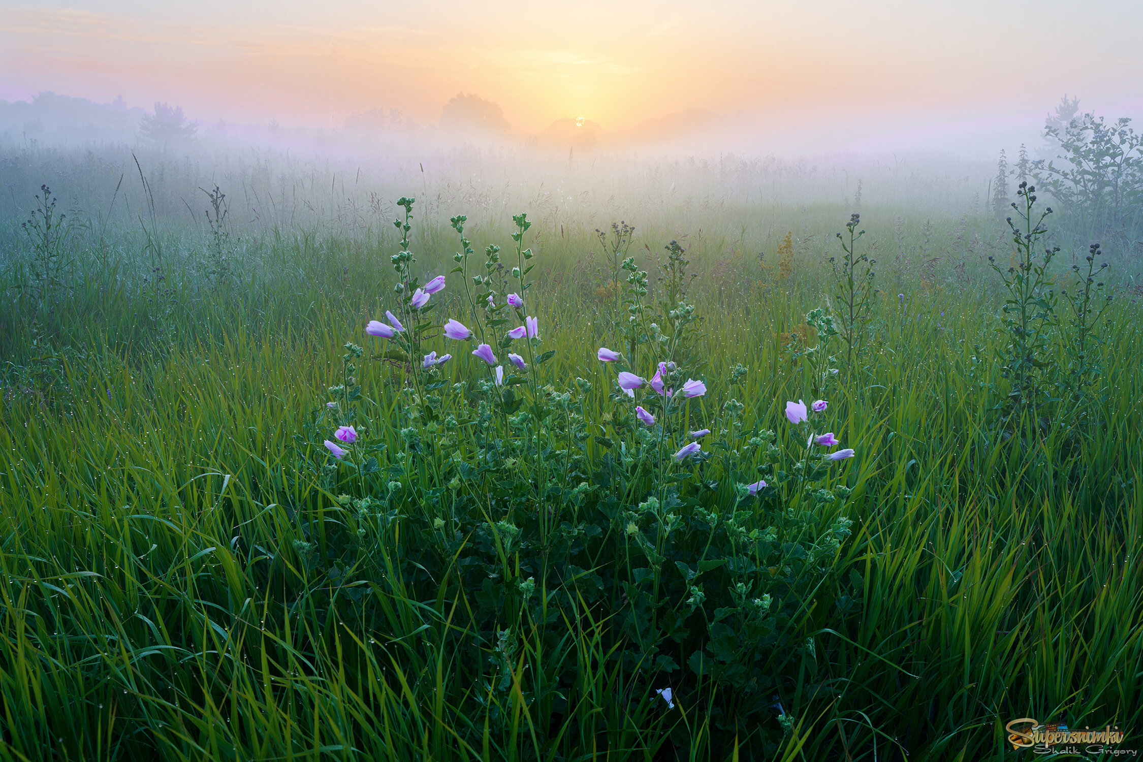 Утрення роса