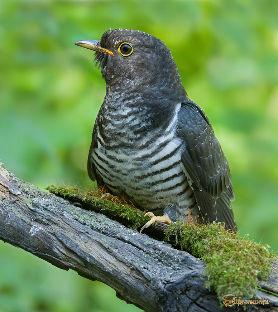 Портрет молодой кукушки
