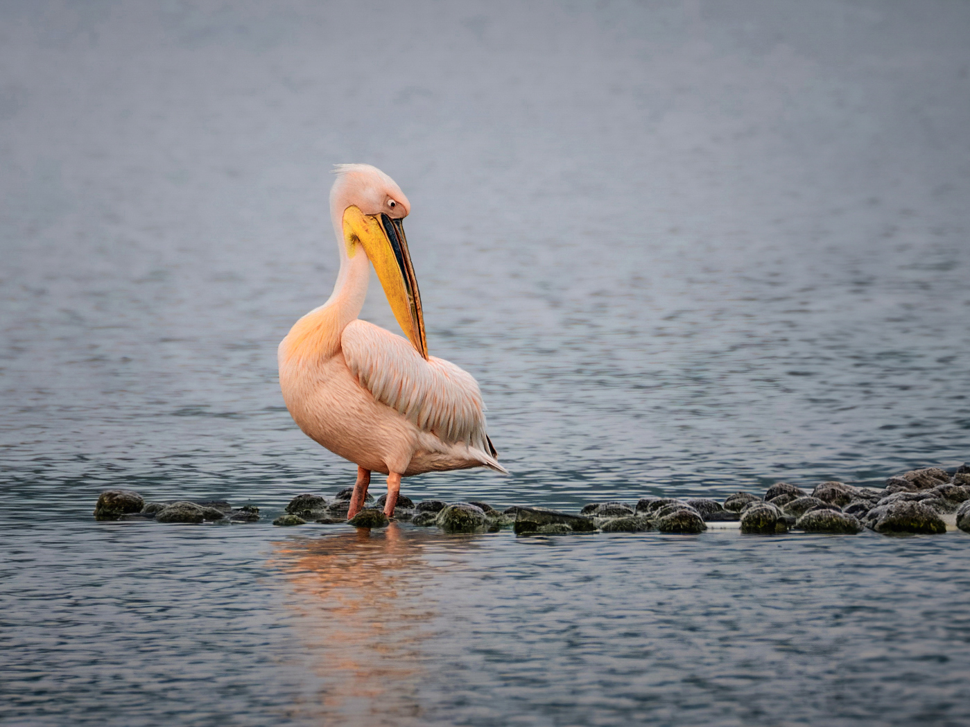 Про пеликанов