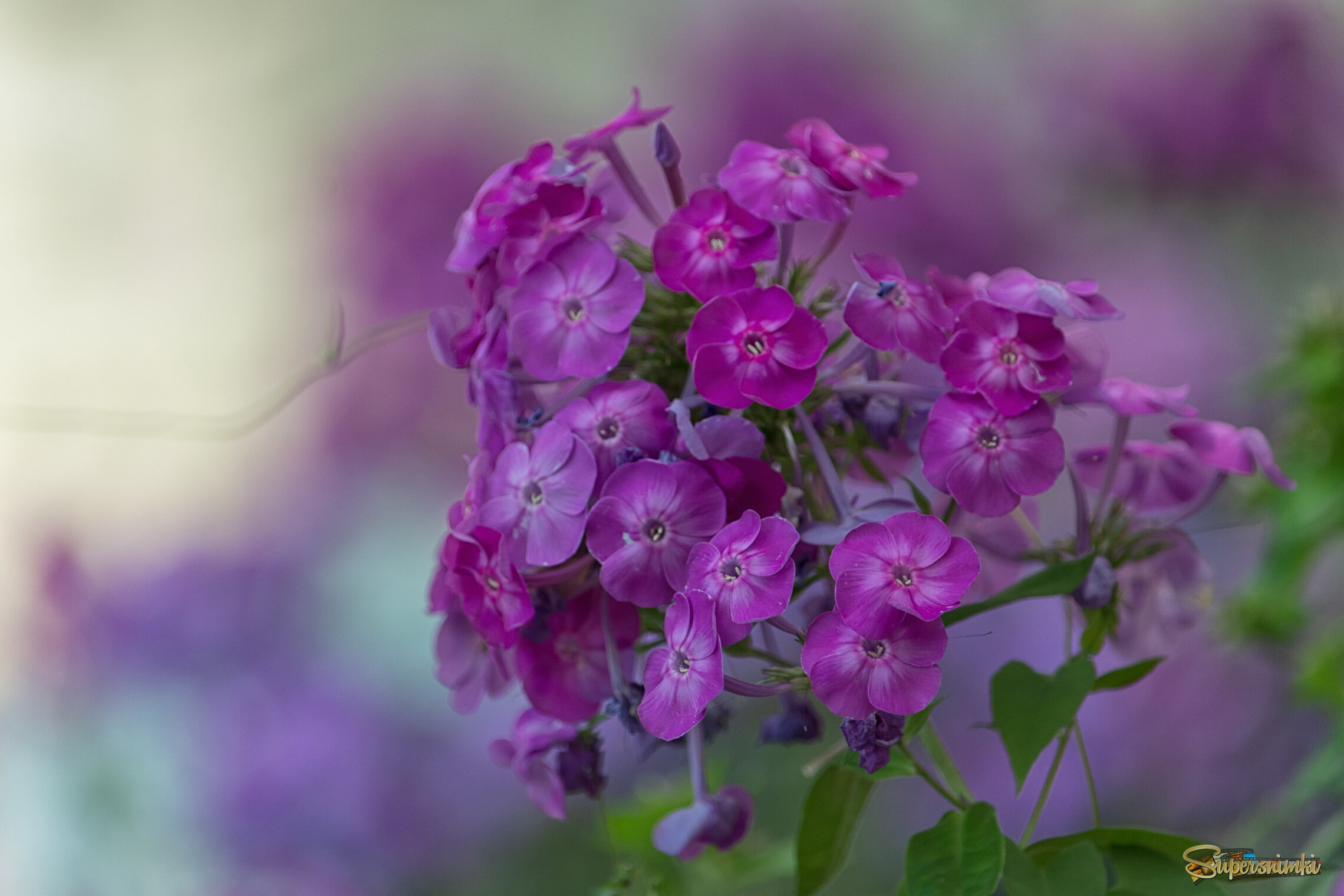 Мне к душе фиолетовый цвет....