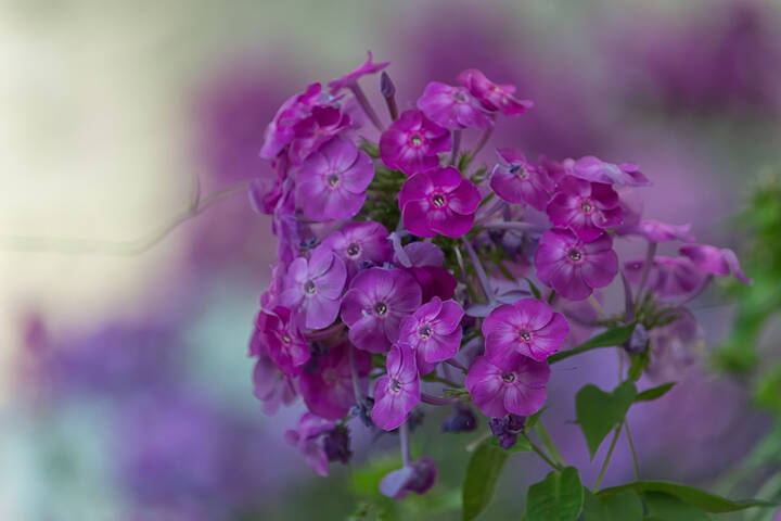 Мне к душе фиолетовый цвет....