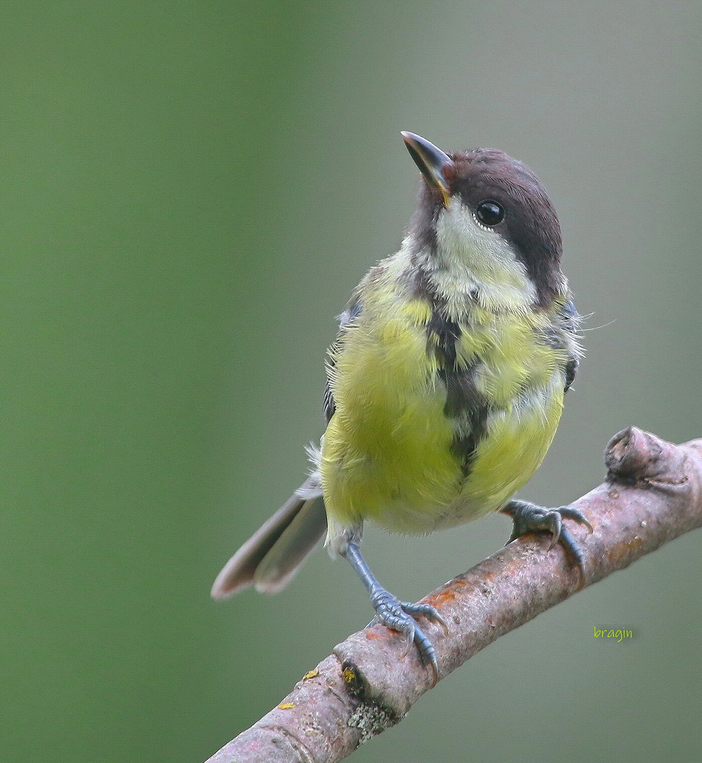 юная синичка