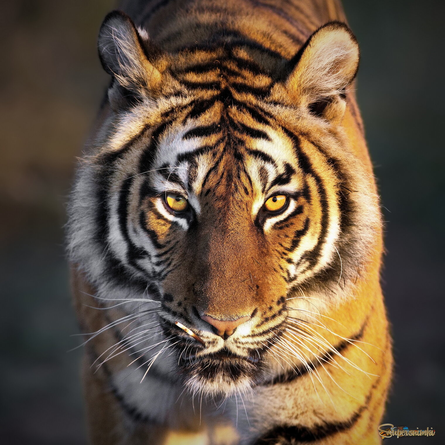 Глаза в глаза