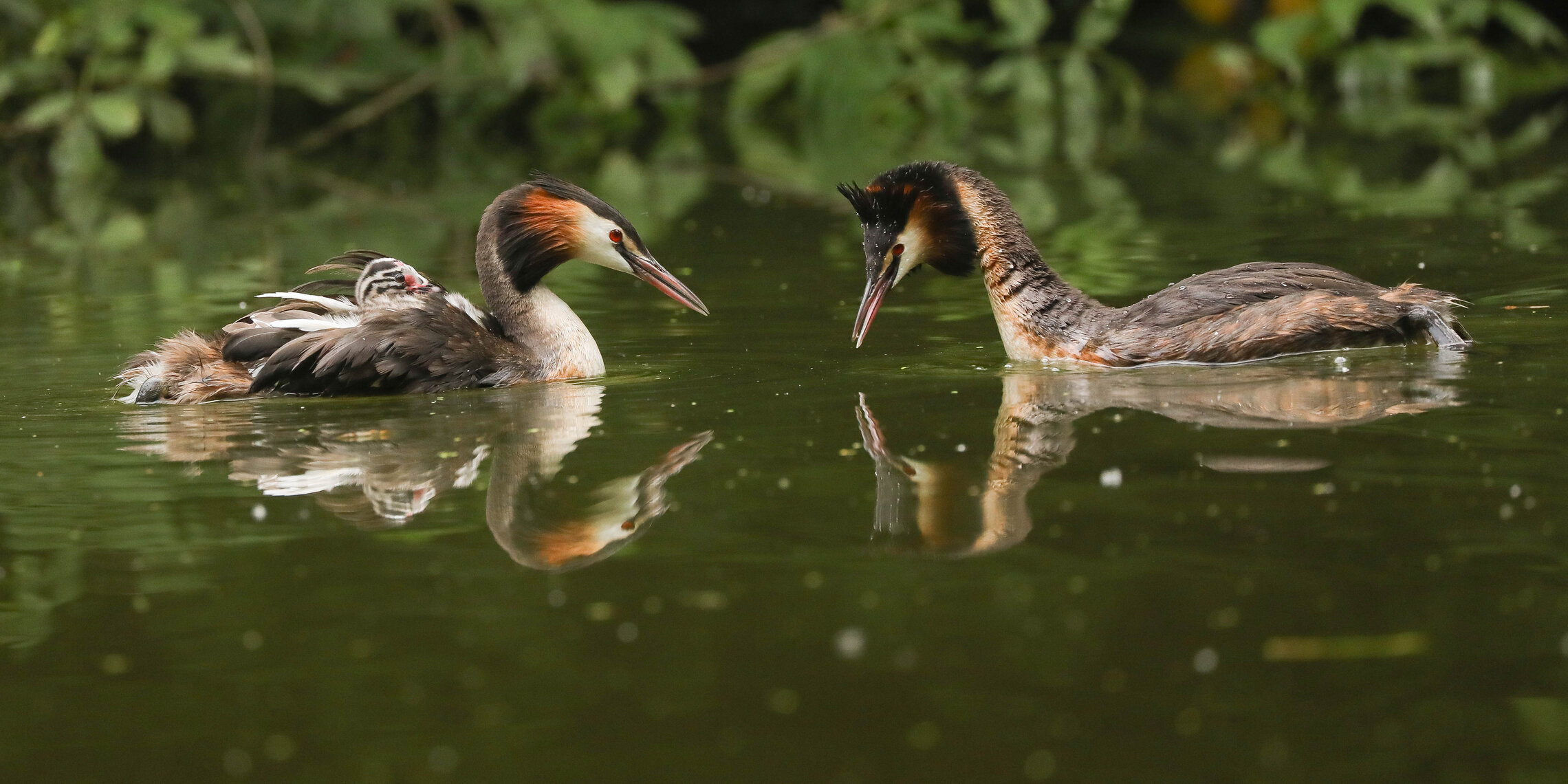 Папа получает нагоняй от мамы