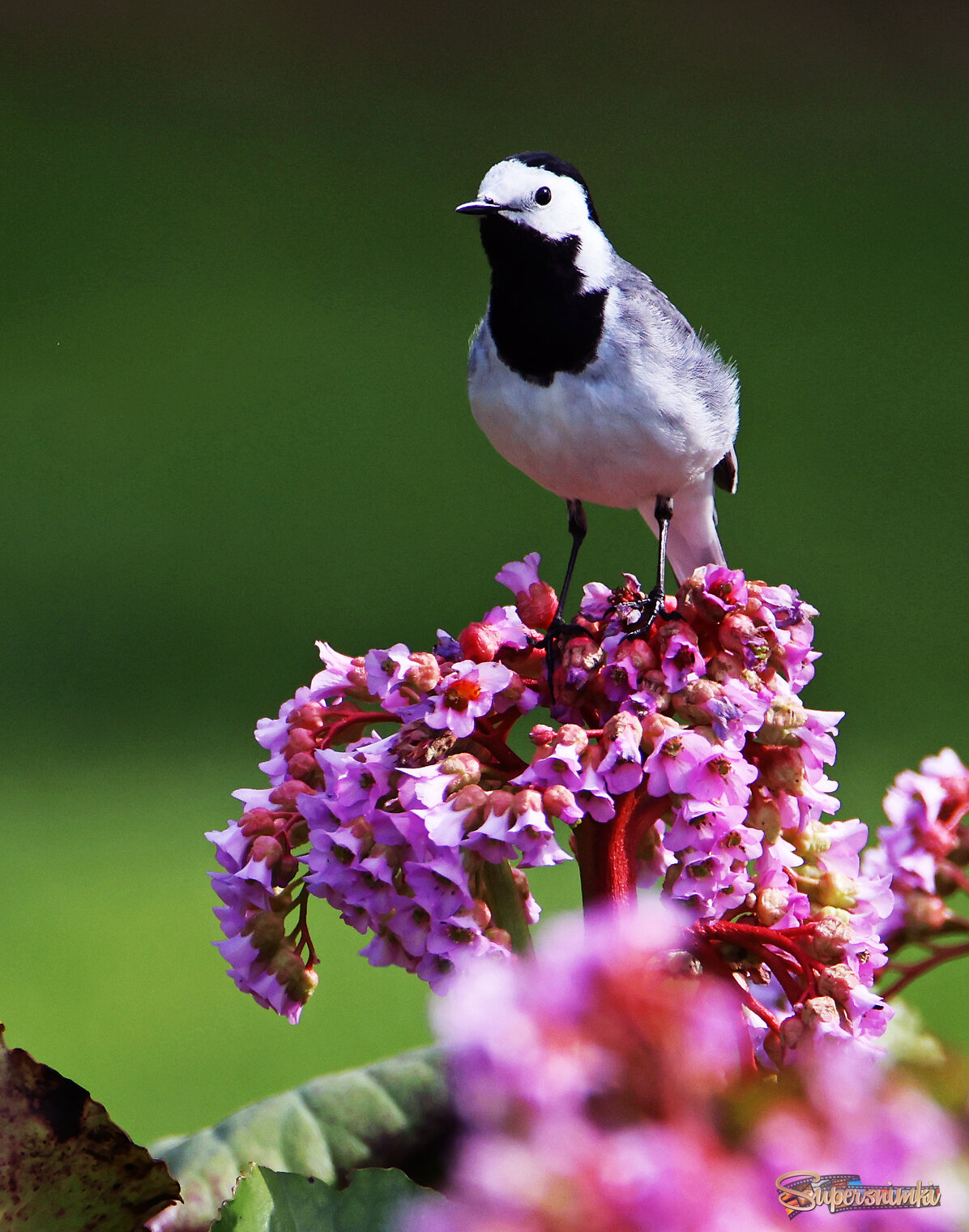 Трясогузка на цветке  бадана.