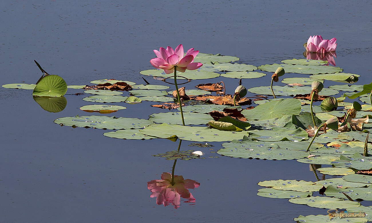 Лотос Комарова.Приморье.