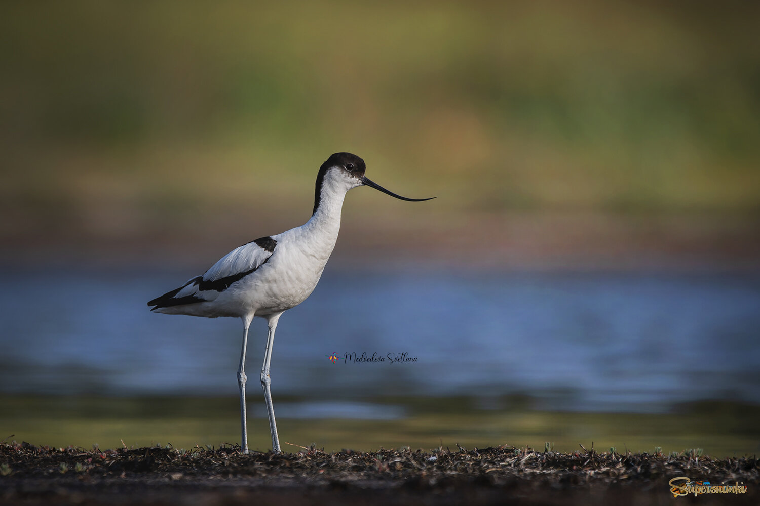 Шилоклювка.