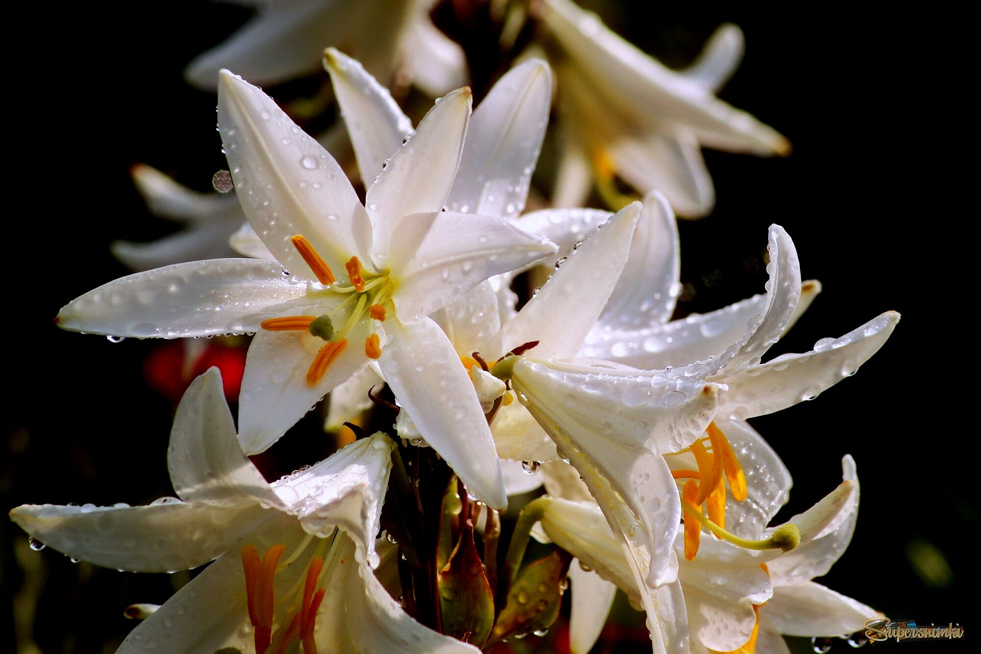 Плачут о тебе цветы