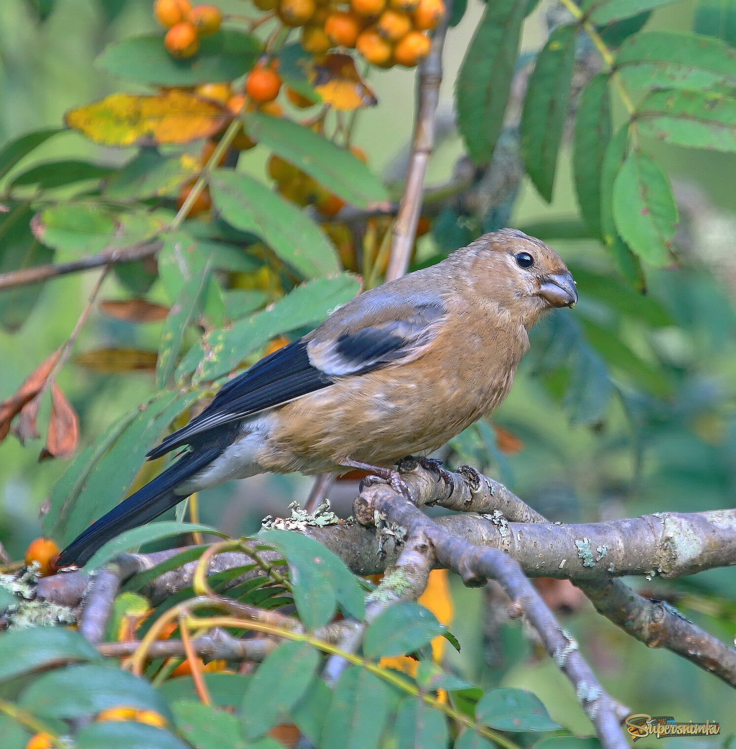 будущий снегирь...