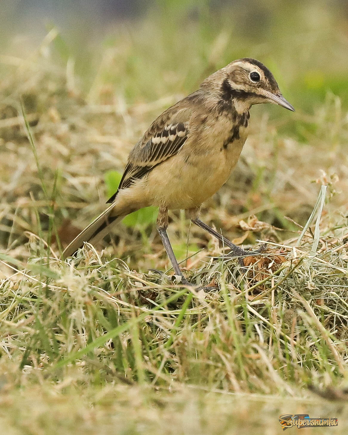 Хм, большая у тебя камера!